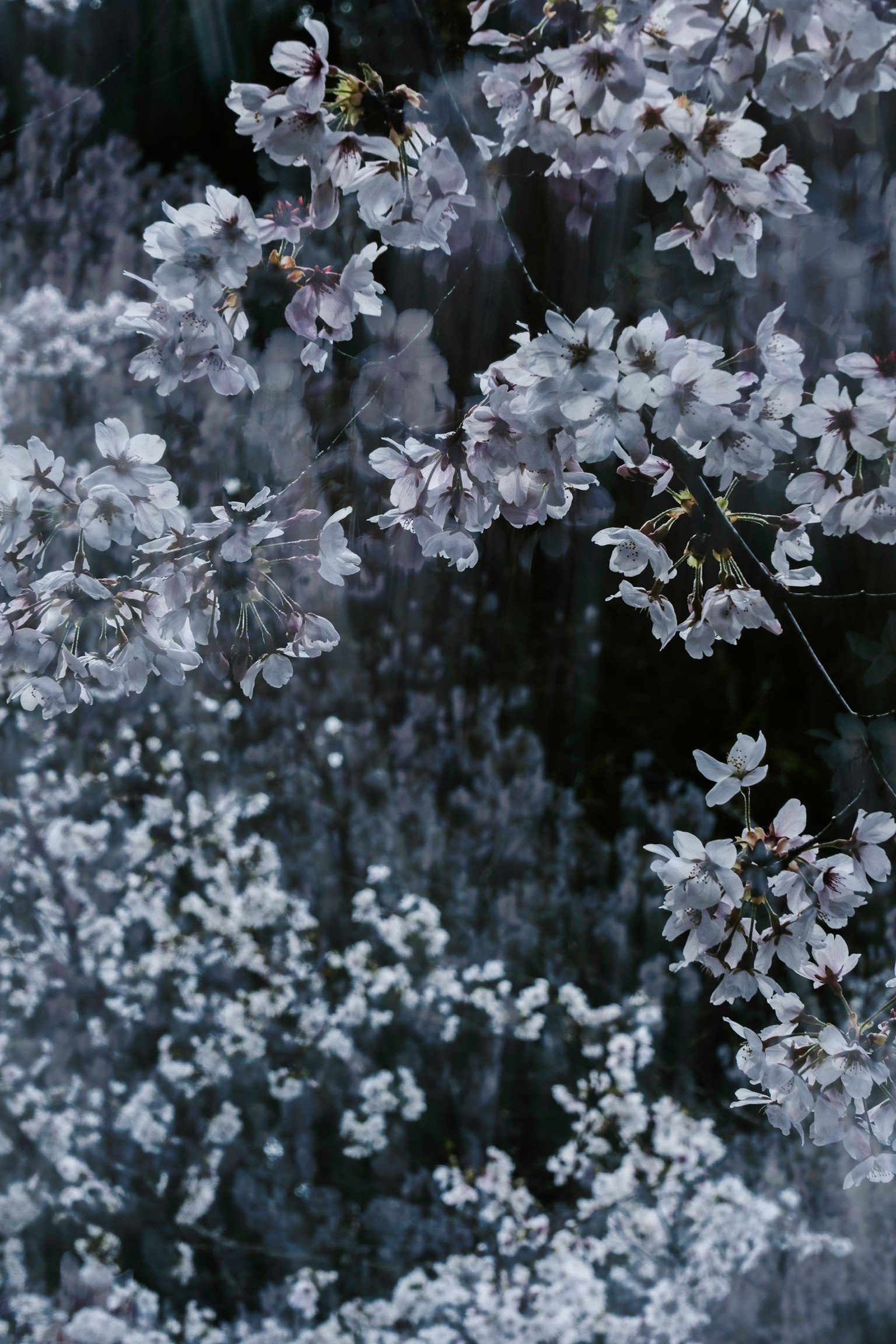 Belle scène de cerisiers en fleurs reflétés sur la surface de l'eau