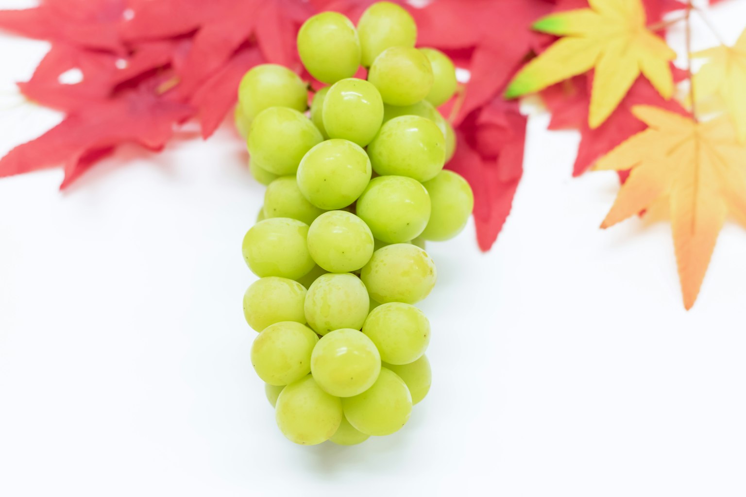 Un groupe de raisins verts avec des feuilles d'automne rouges en arrière-plan