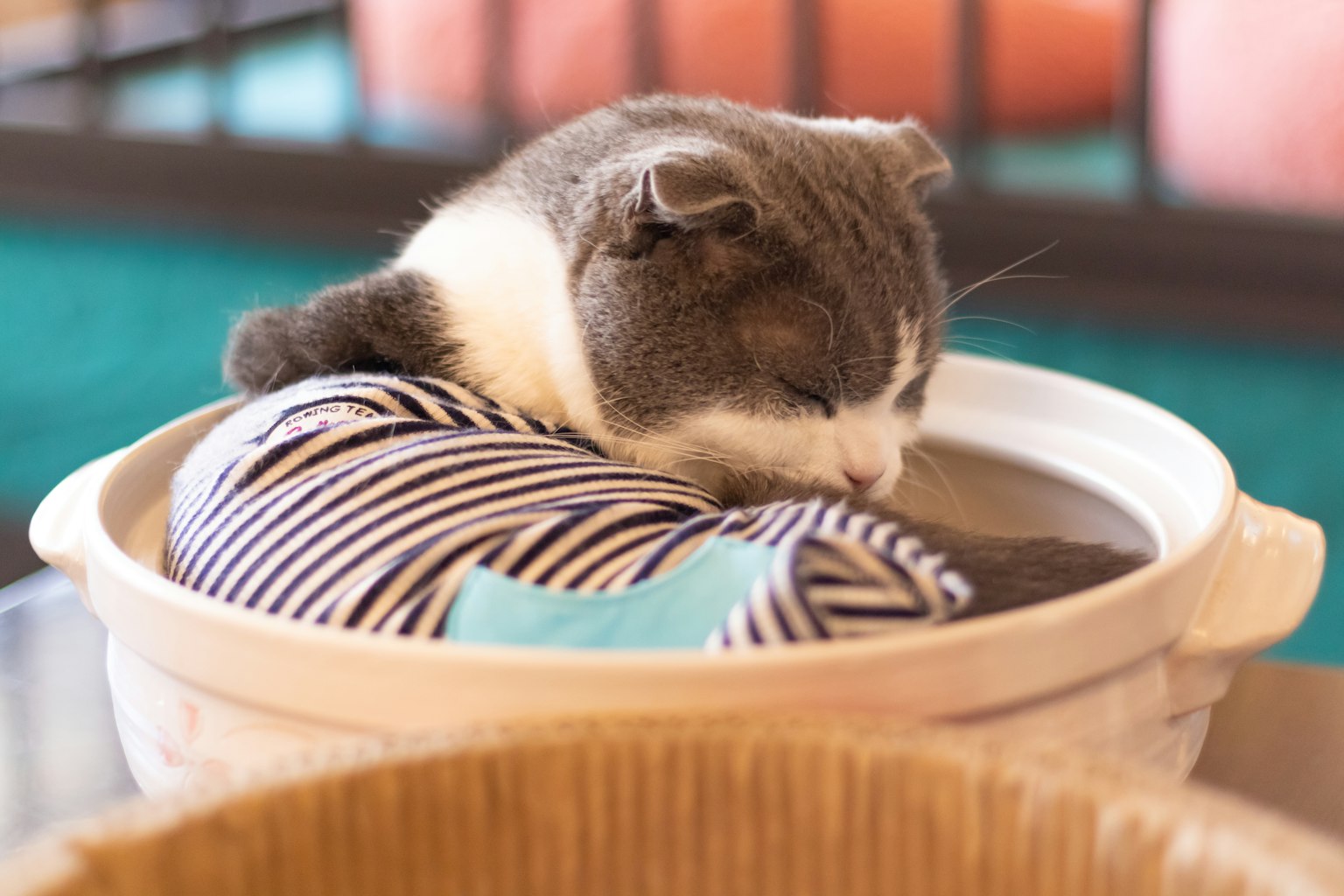 Un gatto che dorme su un tessuto a righe in una ciotola