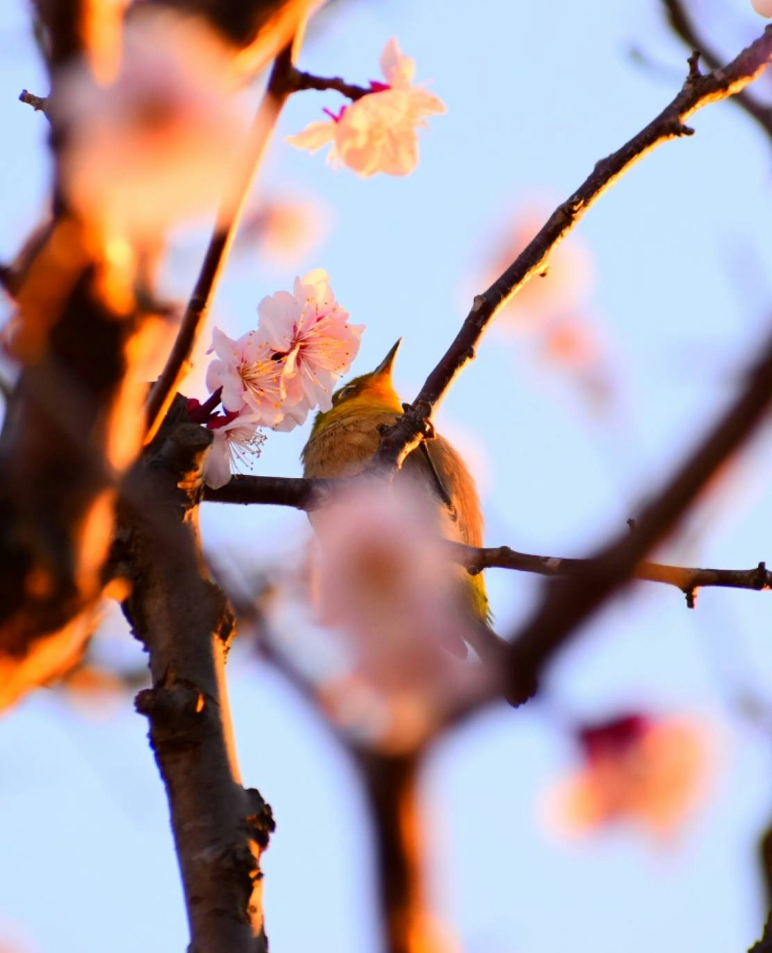 Un petit oiseau perché parmi des fleurs de cerisier au printemps