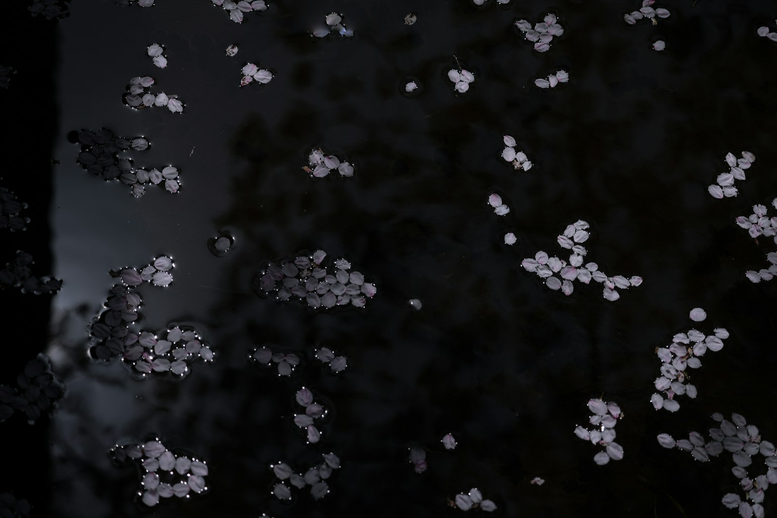 Pétales blancs flottant sur une surface d'eau sombre