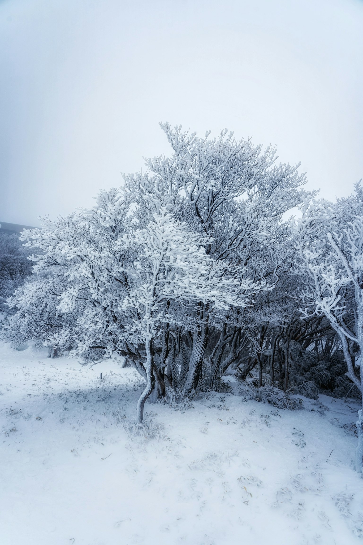 Winterlandschaft mit schneebedeckten Bäumen