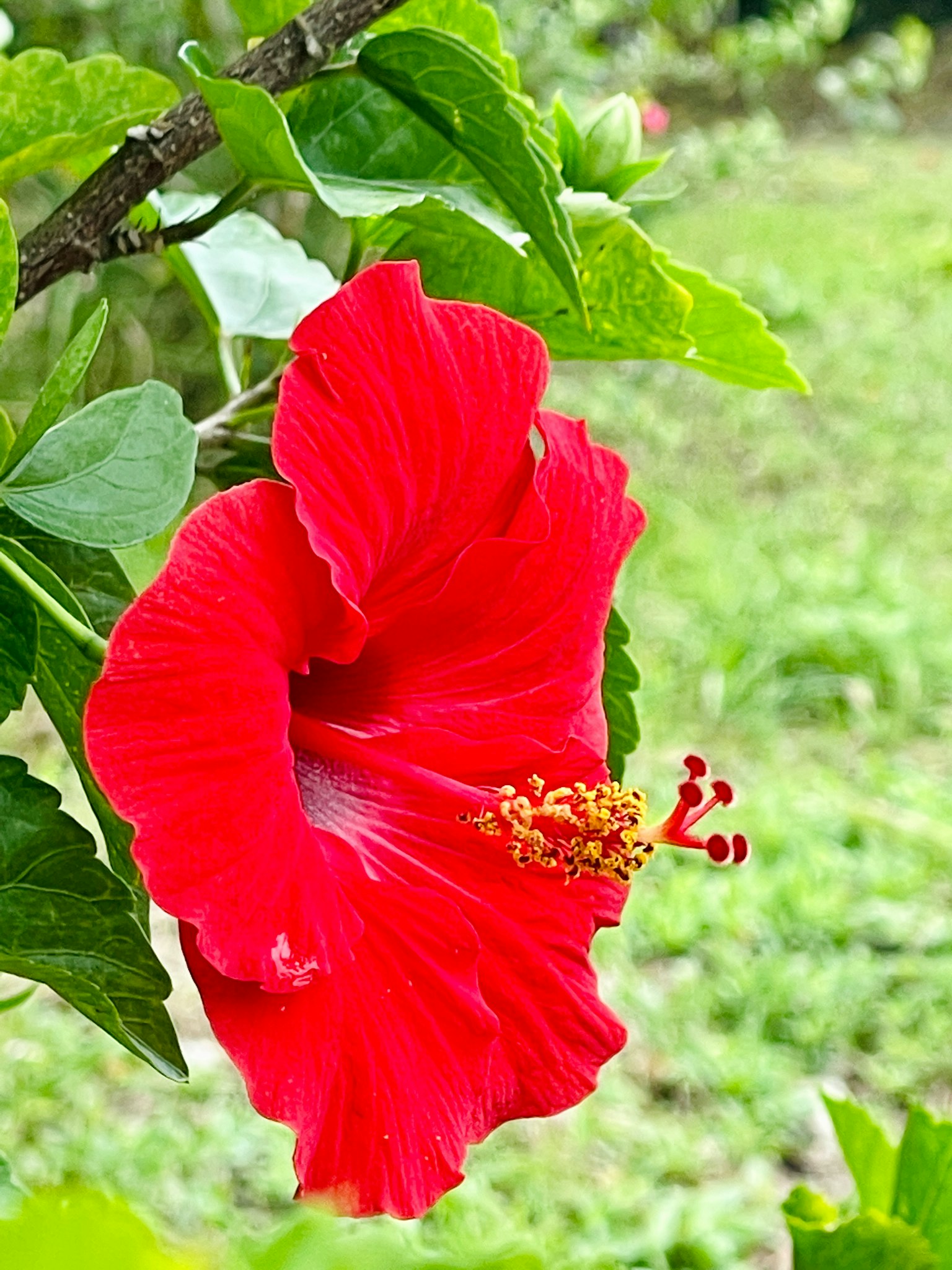 Bunga hibiscus merah cerah dikelilingi daun hijau