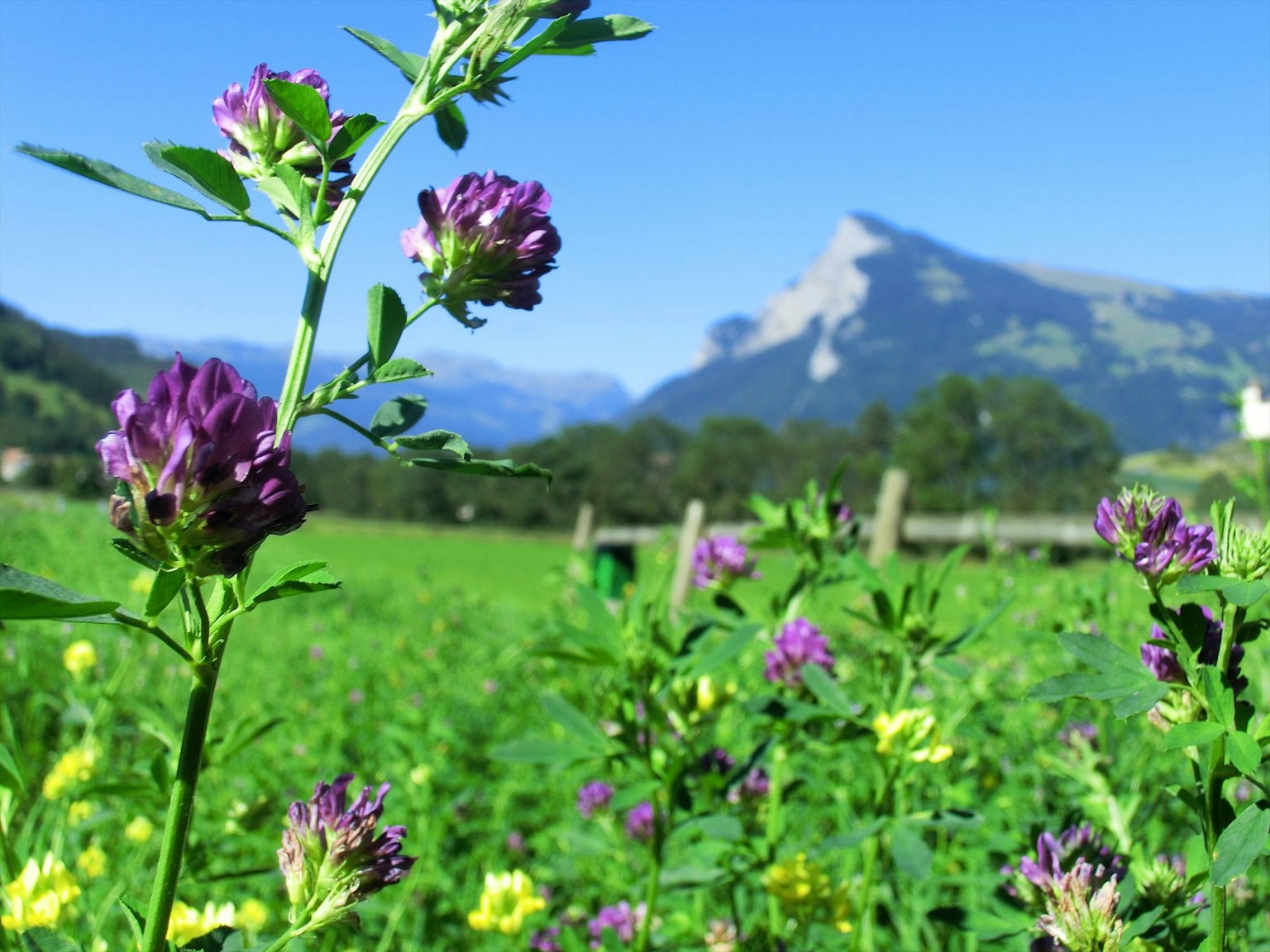 ดอกไม้สีม่วงและทุ่งหญ้าสีเขียวที่มีก mountains อยู่เบื้องหลัง