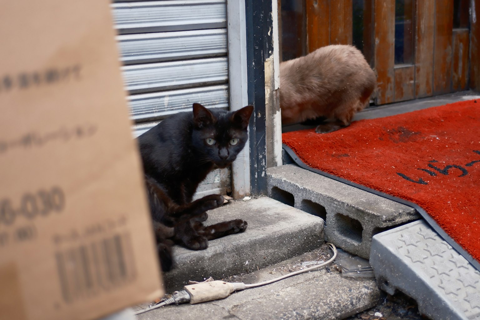 黒い猫と茶色い猫が玄関の前にいる風景