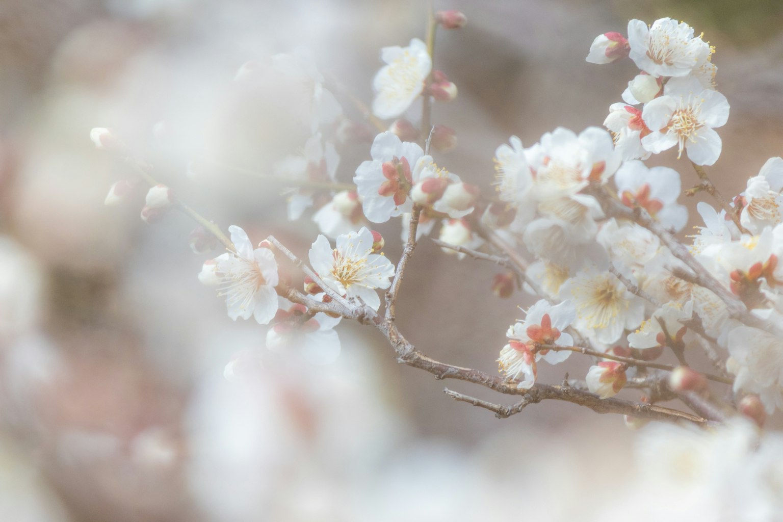 Primo piano di fiori bianchi morbidi su un ramo