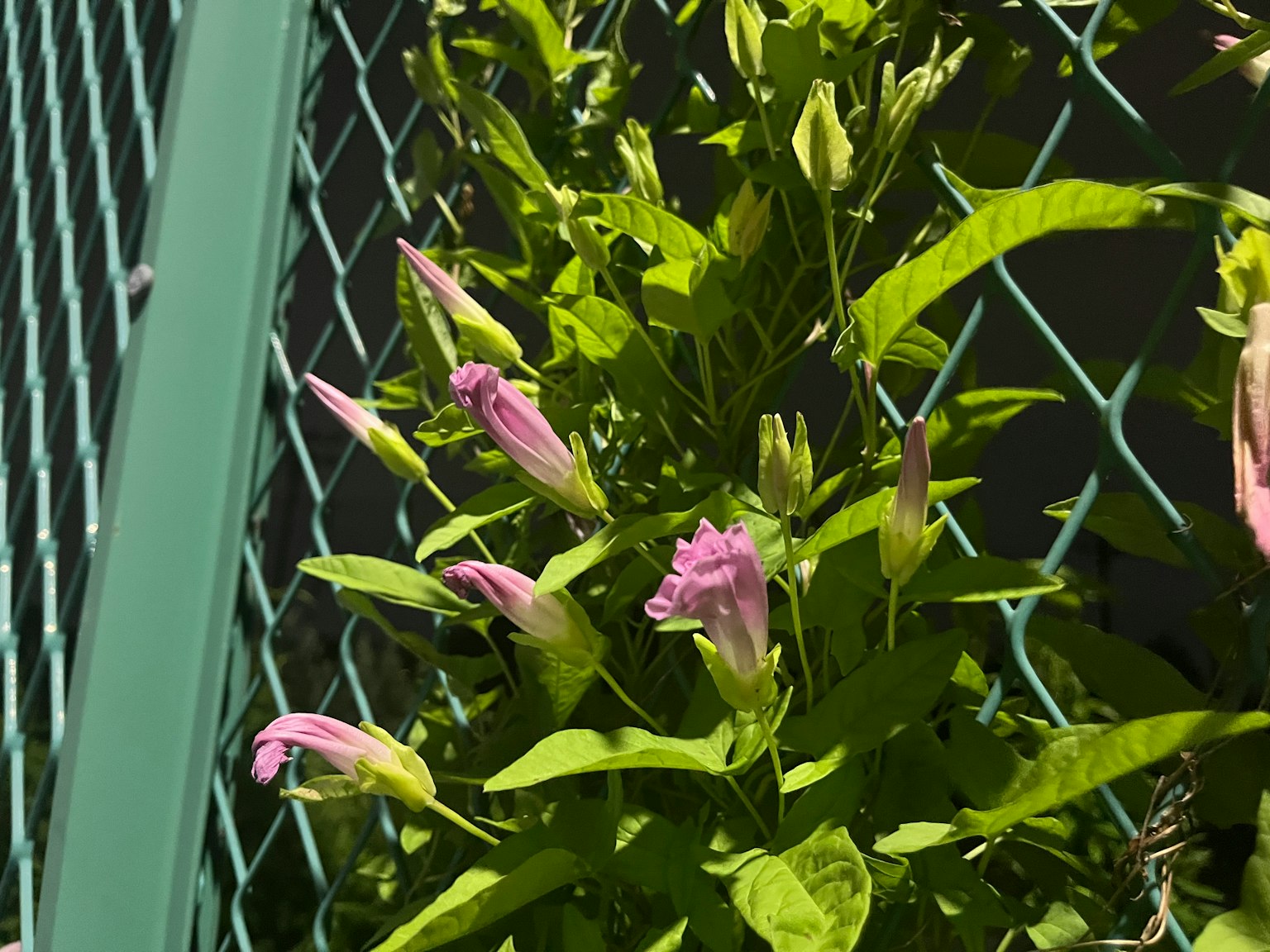 Une plante avec des fleurs roses poussant devant une clôture verte