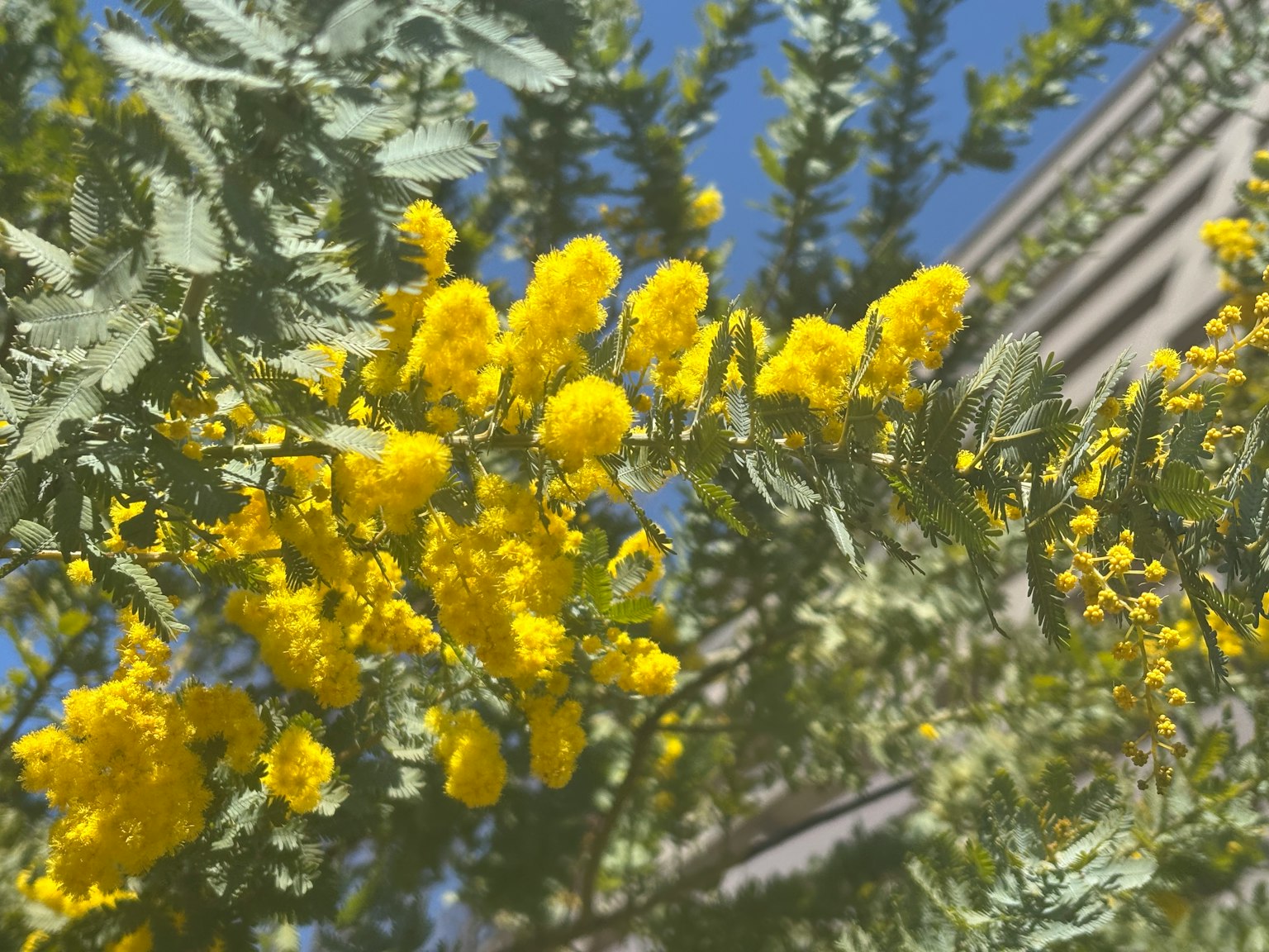 晴朗藍天下明亮的黃花含羞草特寫