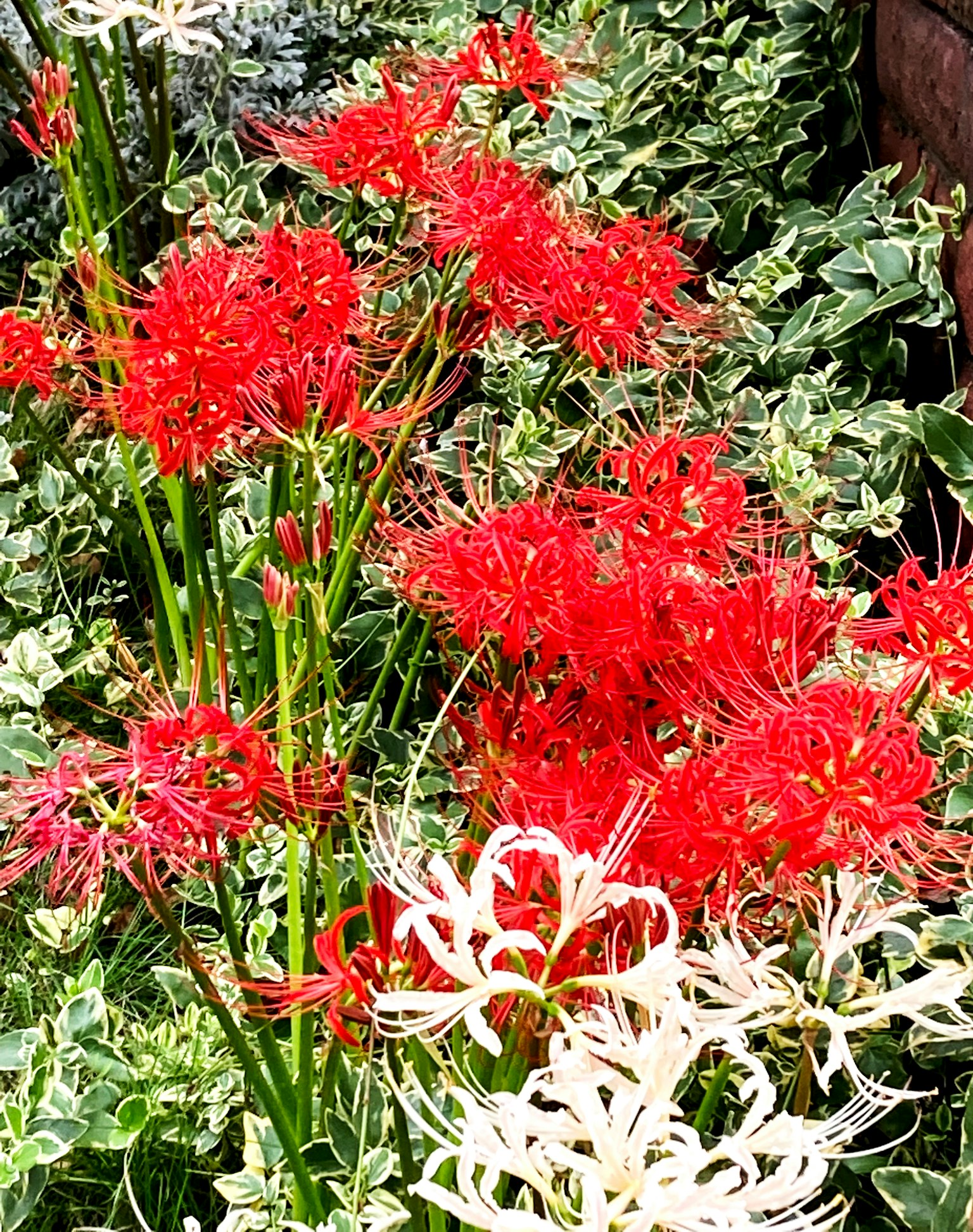 Eine Gartenszene mit roten und weißen Spinnenlilien