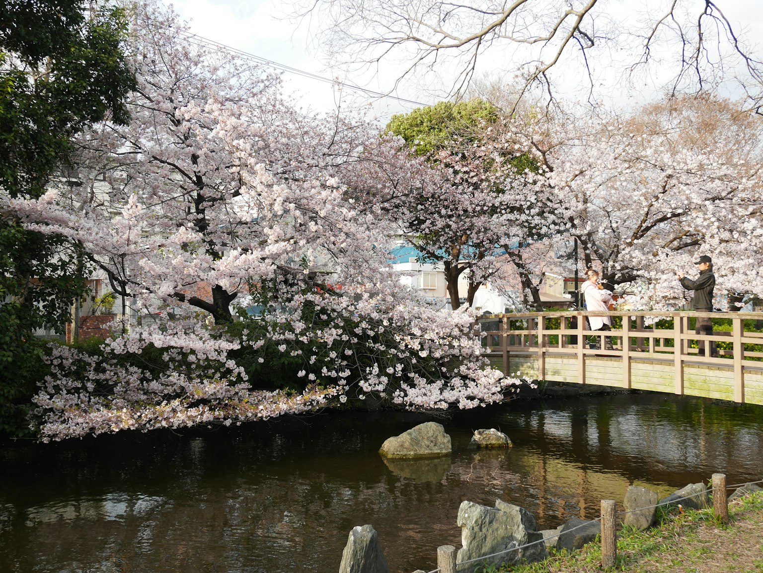 Jembatan dekat kolam dikelilingi pohon sakura yang berbunga