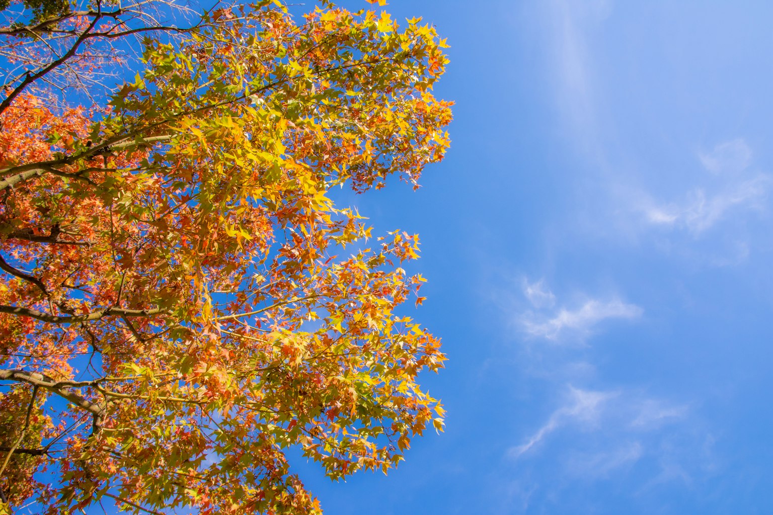 Hojas de otoño coloridas contra un cielo azul