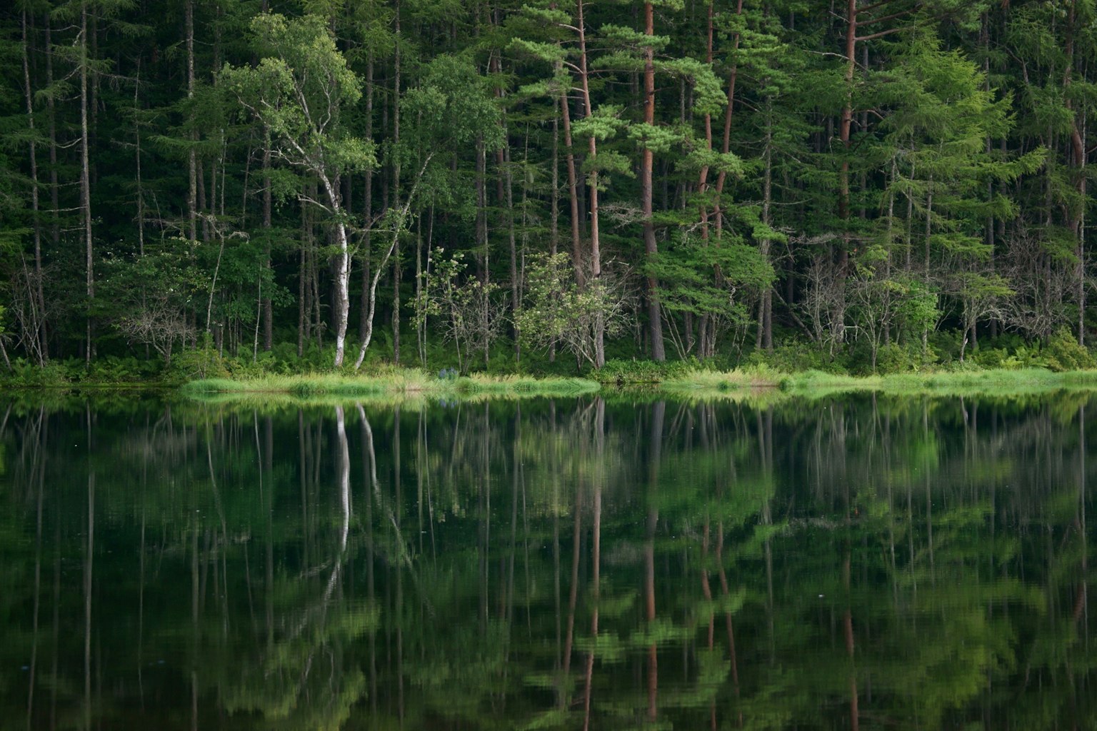 Riflesso tranquillo di un lago con una foresta verdeggiante