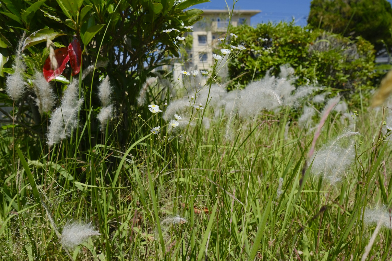 郁郁蔥蔥的草地上白色絨毛在微風吹拂中搖曳 背景是建築和綠色植物