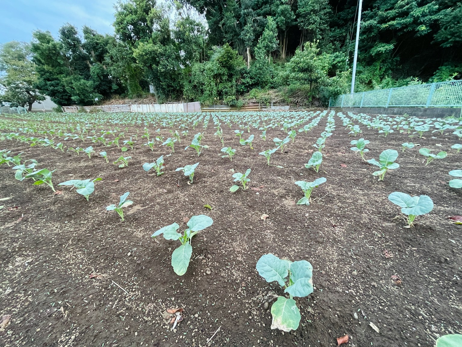 寬廣的田地裡種著綠色的捲心菜幼苗