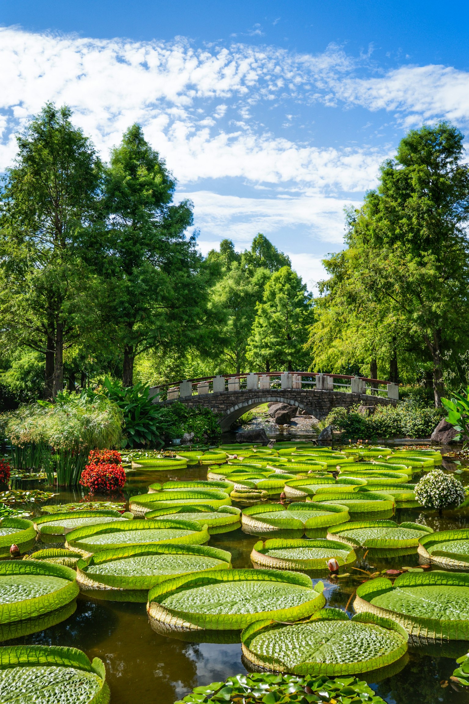 Vue pittoresque de grandes feuilles de nénuphar flottant sur un étang entouré de verdure luxuriante et d'un pont