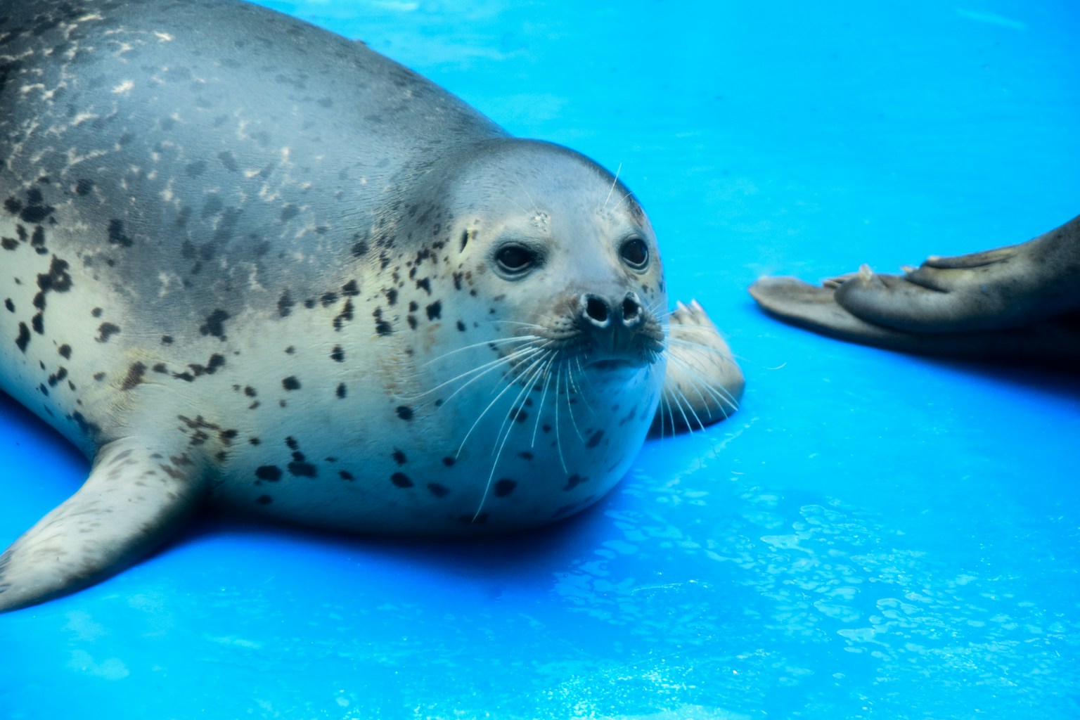 Nahaufnahme einer Robbe, die in einem blauen Aquarientank schwimmt