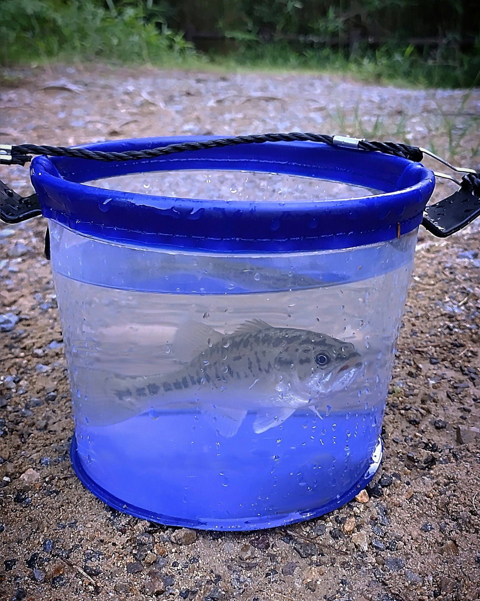 Ikan yang berenang di ember biru yang penuh air