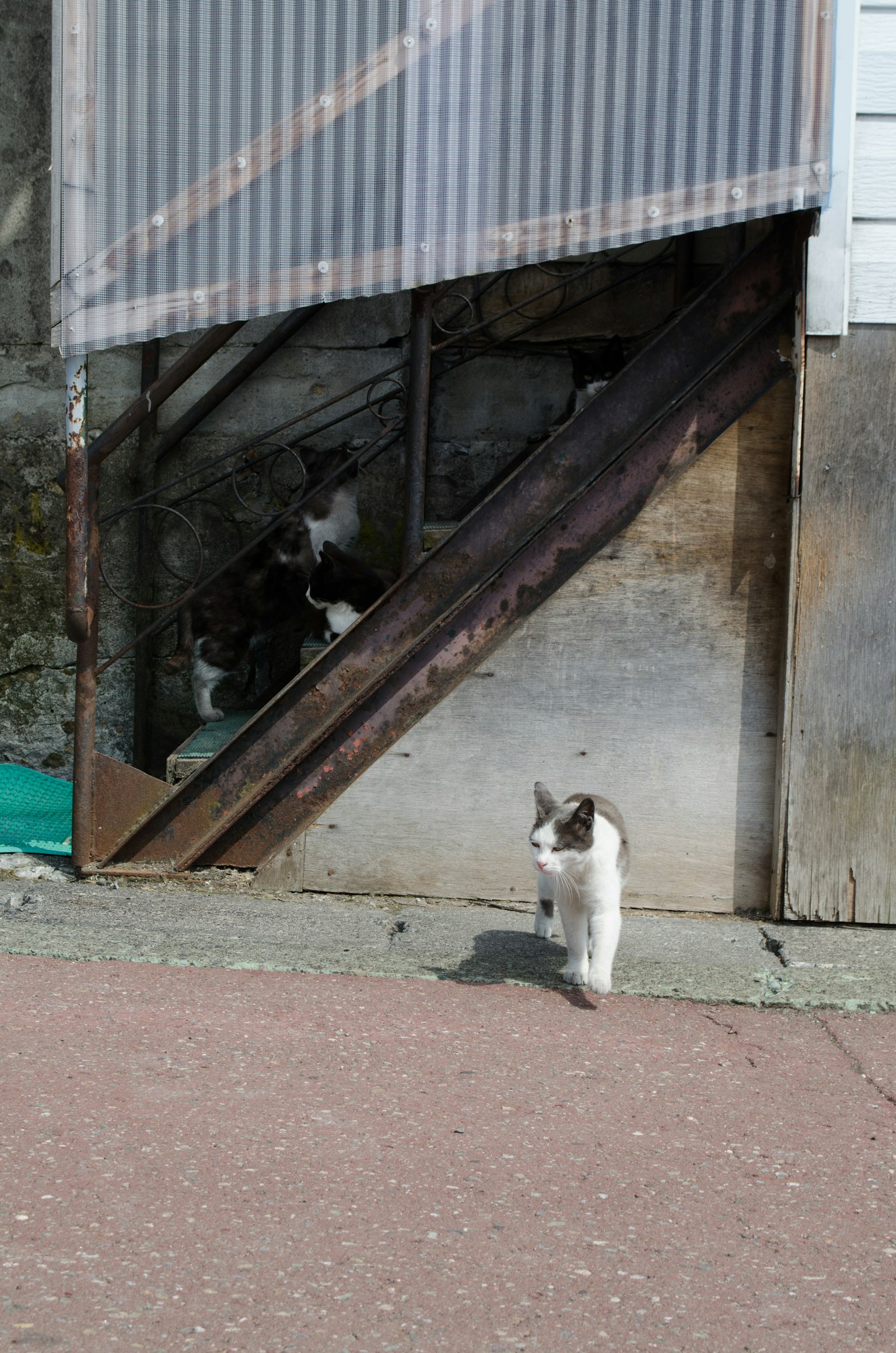 Un chat blanc marchant devant un escalier avec un chat noir visible en arrière-plan