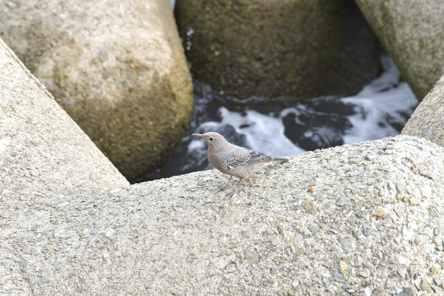Un pequeño pájaro posado sobre una roca con un fondo de agua en remolino