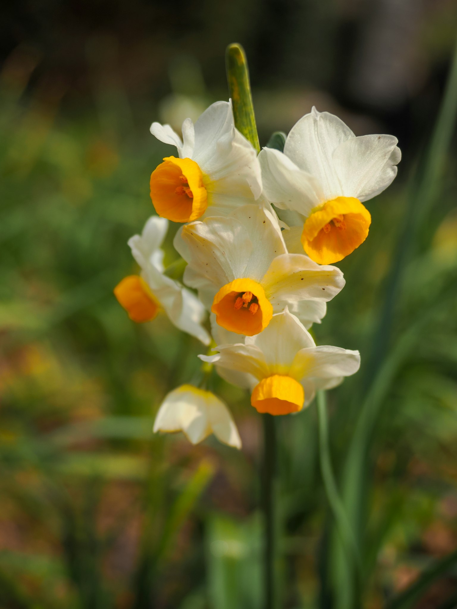 Cụm hoa thủy tiên với cánh trắng và tâm cam rực rỡ