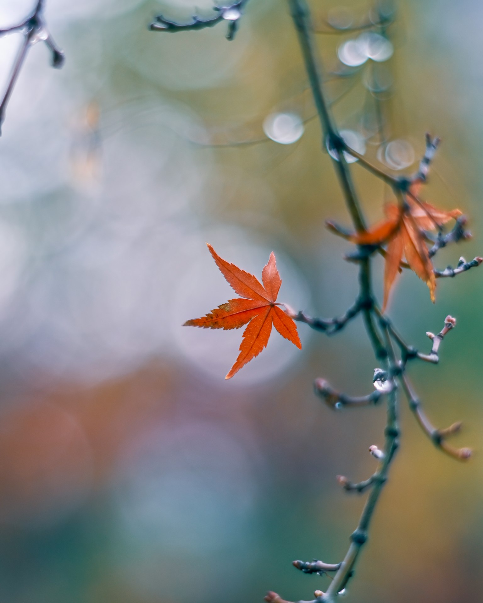 A single red leaf hanging from a branch with raindrops