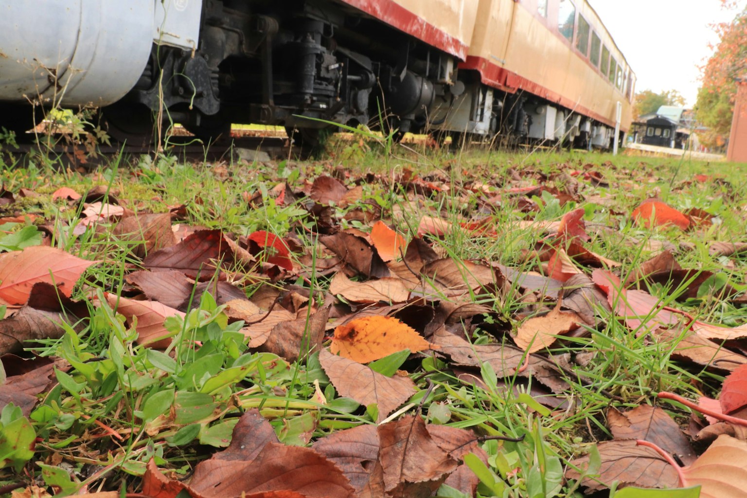 Feuilles d'automne éparpillées sur l'herbe près d'un vieux train