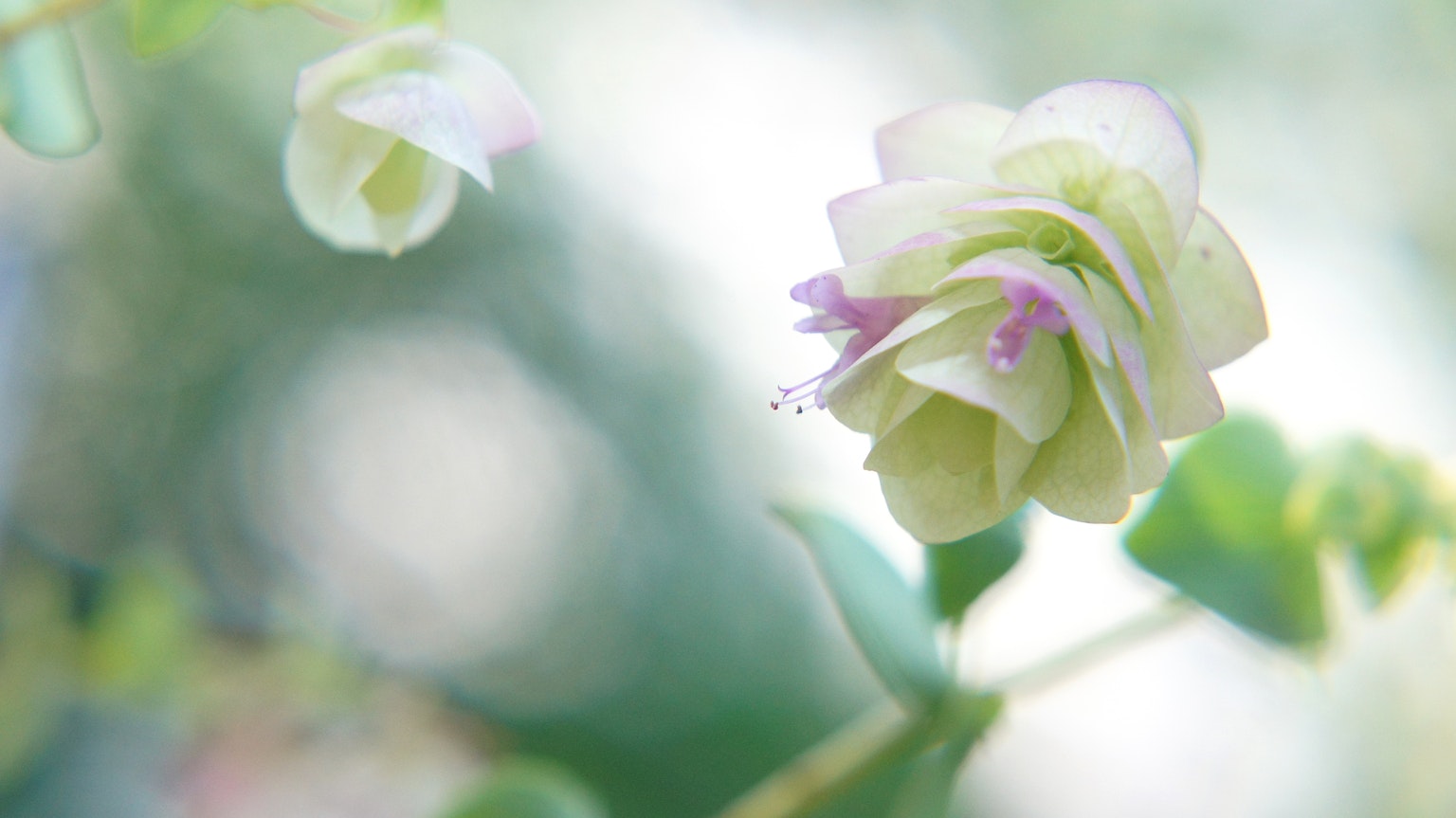 Zarte Blume mit blassen Blütenblättern und Blättern vor einem sanften grünen Hintergrund