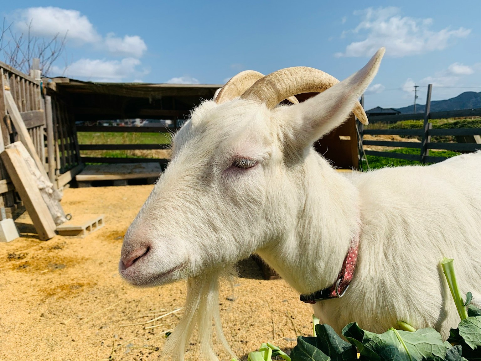 Une chèvre blanche avec une expression calme broutant dans un environnement de ferme