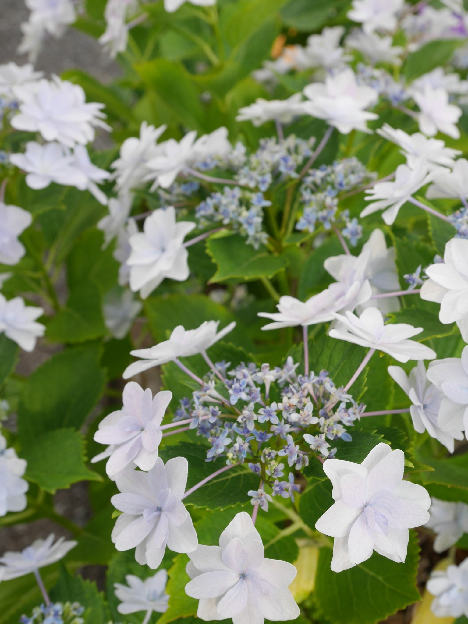Primo piano di fiori di ortensia con petali bianchi e foglie verdi