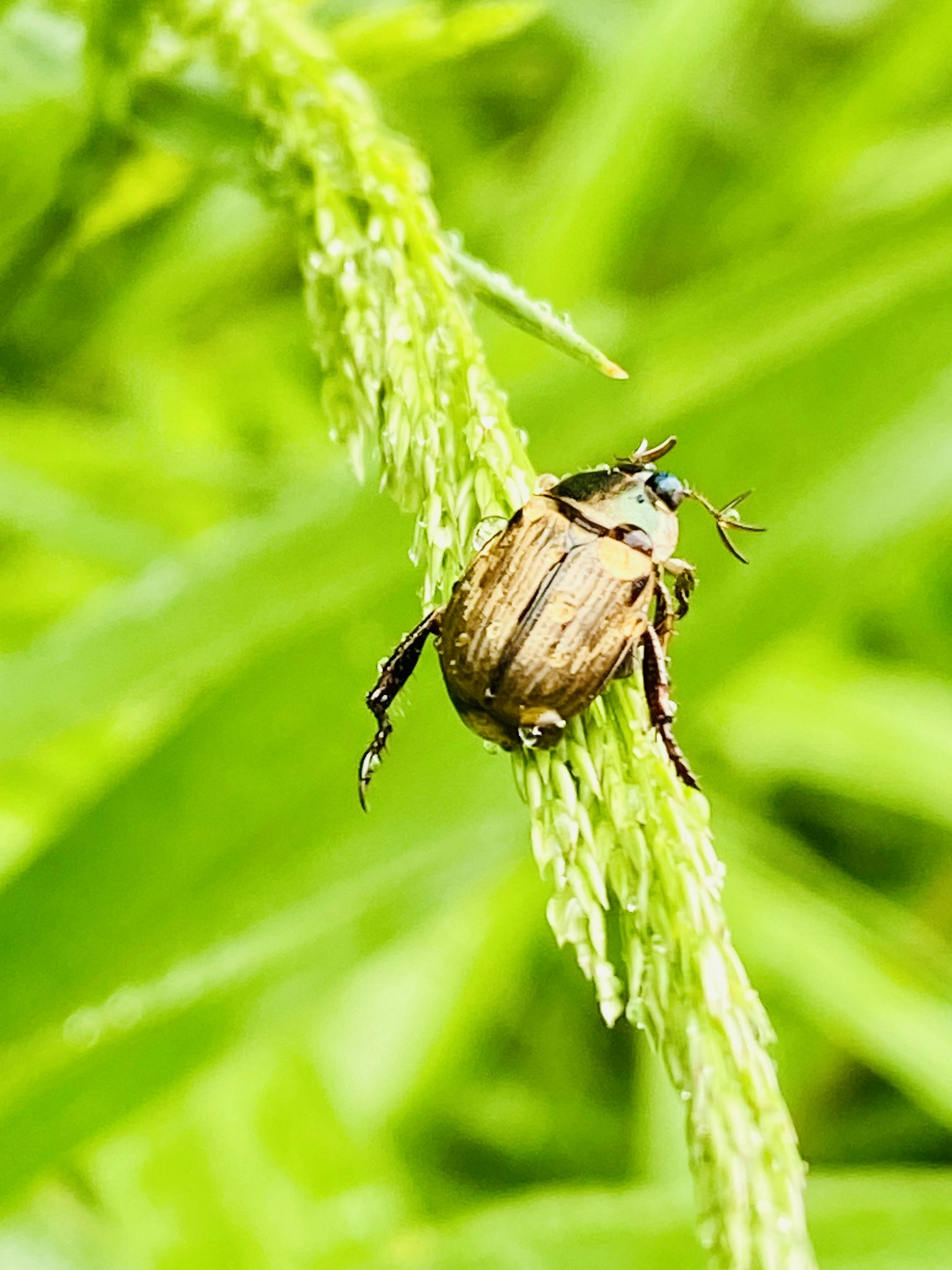 Escarabajo marrón sobre hoja verde