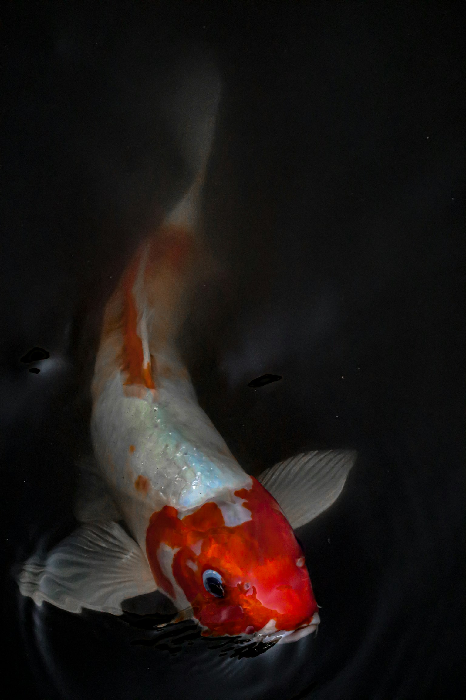 Pesce koi che nuota in acqua scura con motivi rossi e bianchi