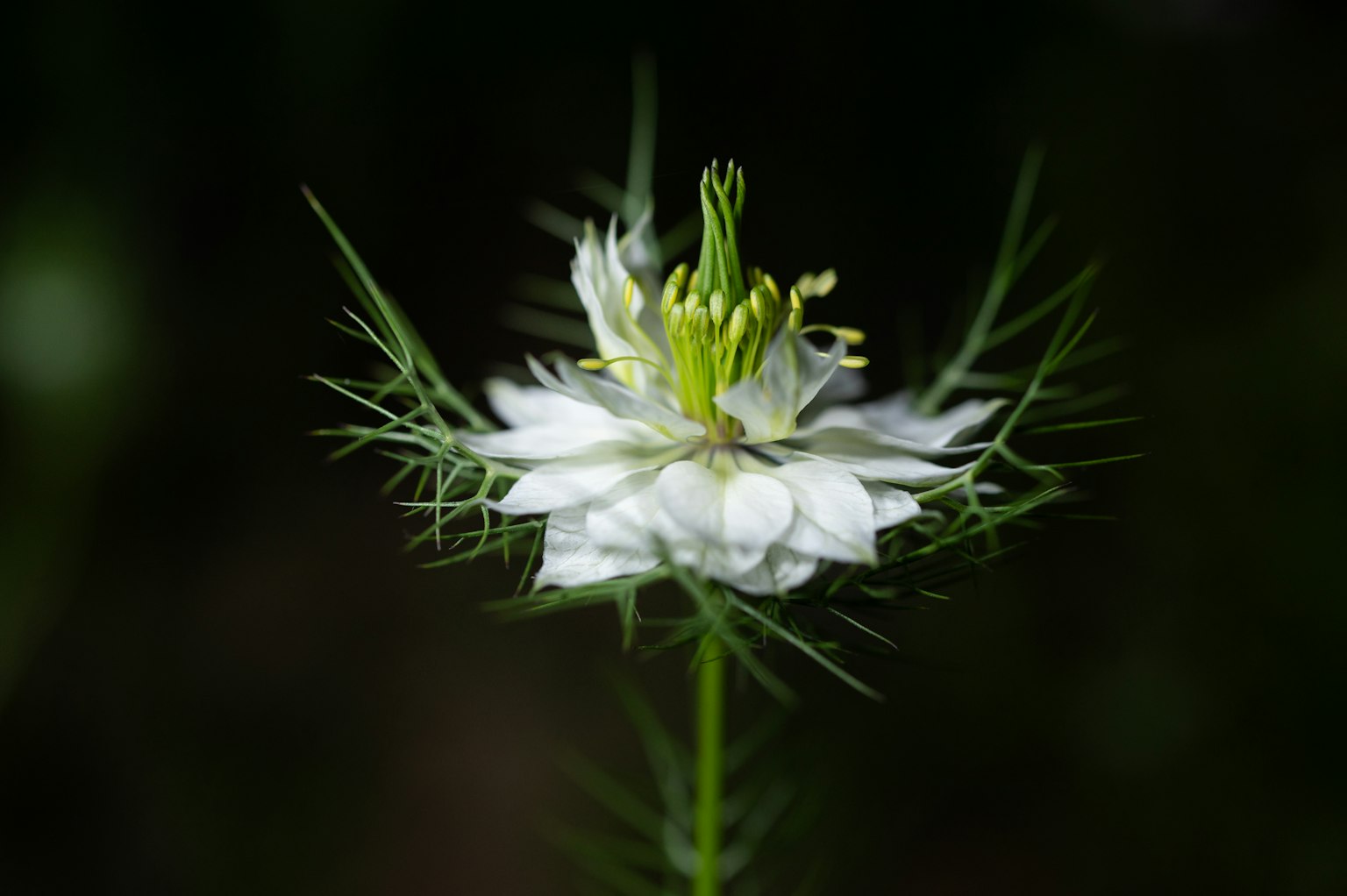 Cận cảnh hoa Nigella trắng với nụ xanh