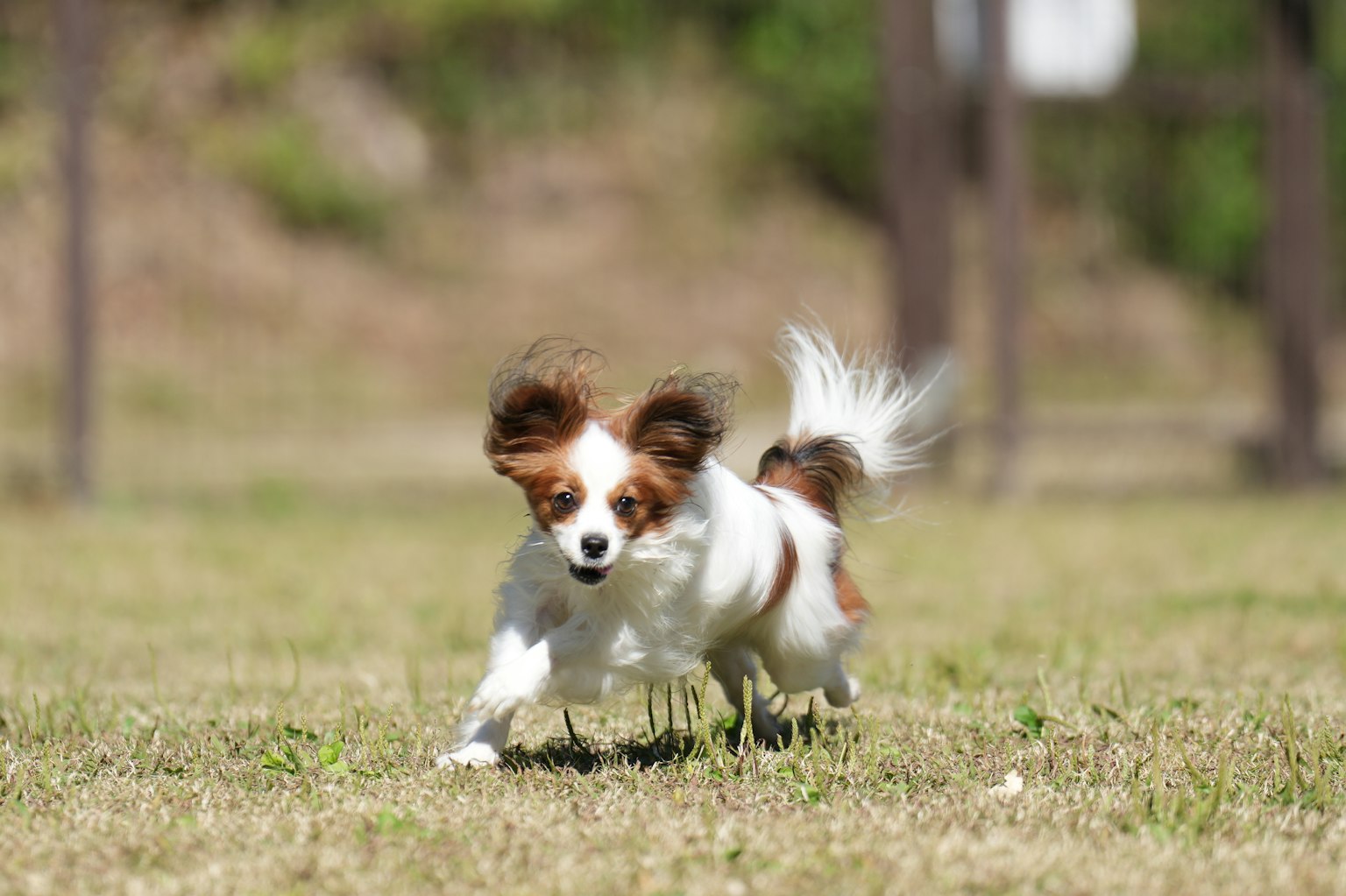 Seekor anjing Papillon putih dan coklat berlari di padang rumput
