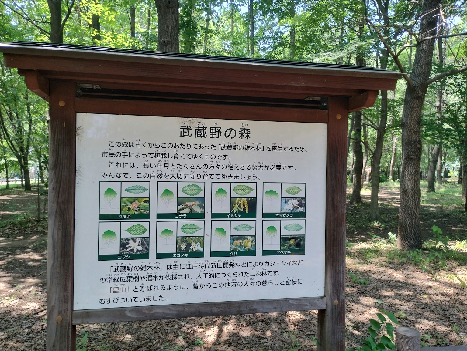 Information board in a park surrounded by trees featuring illustrations of plants