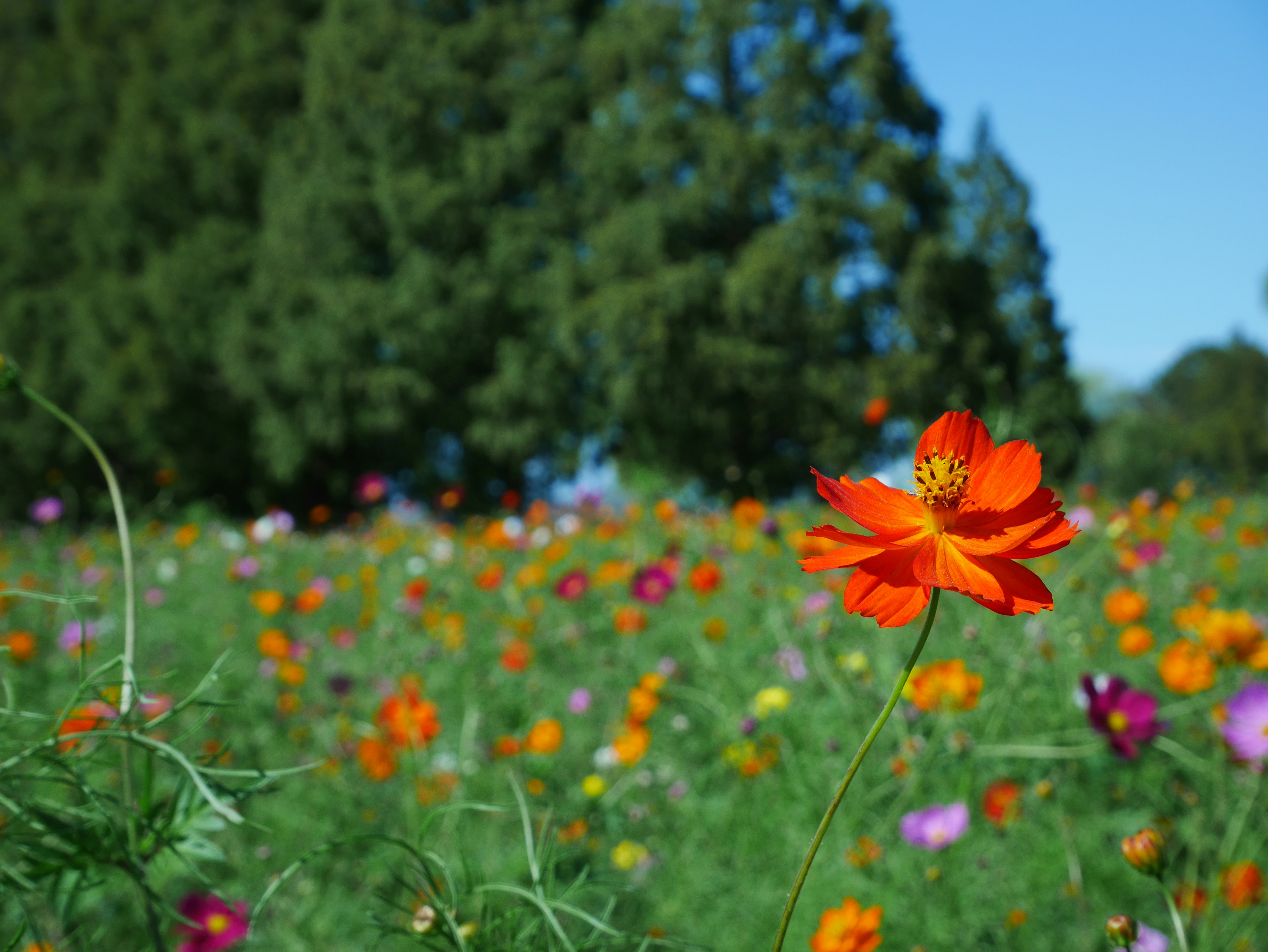 色とりどりの花畑とオレンジのコスモス