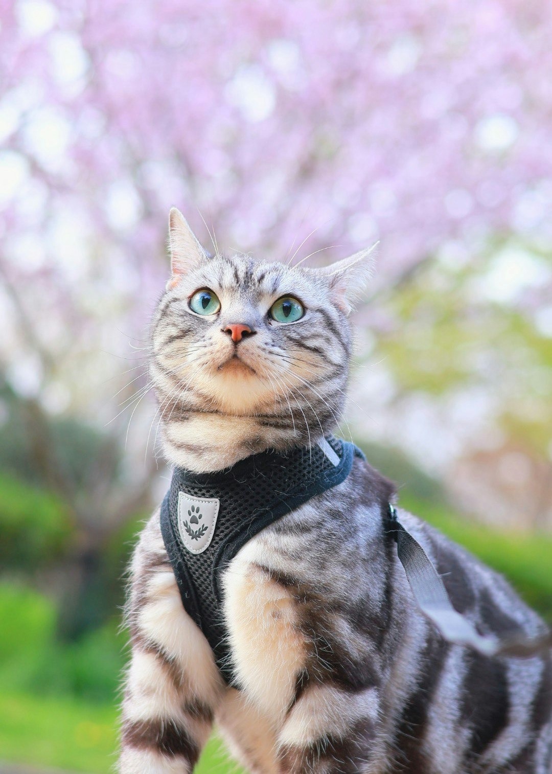 大仙公園で散歩中の猫のアップ