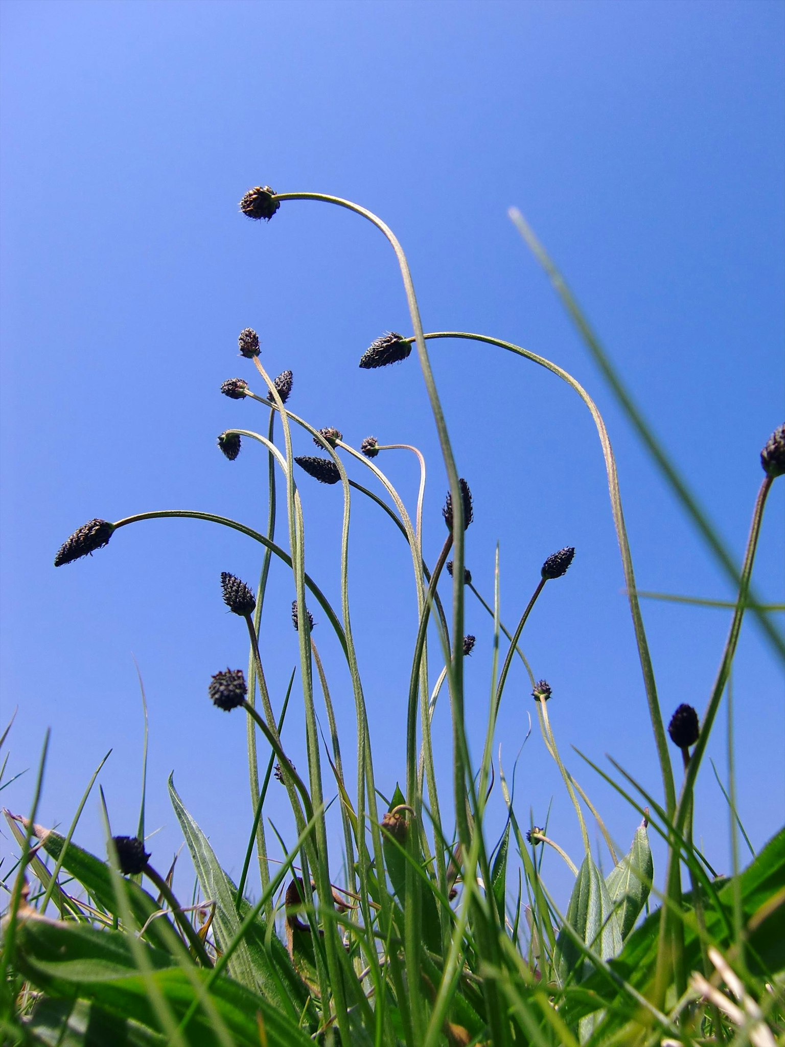 Steli con gemme di fiori neri che si allungano sotto un cielo blu
