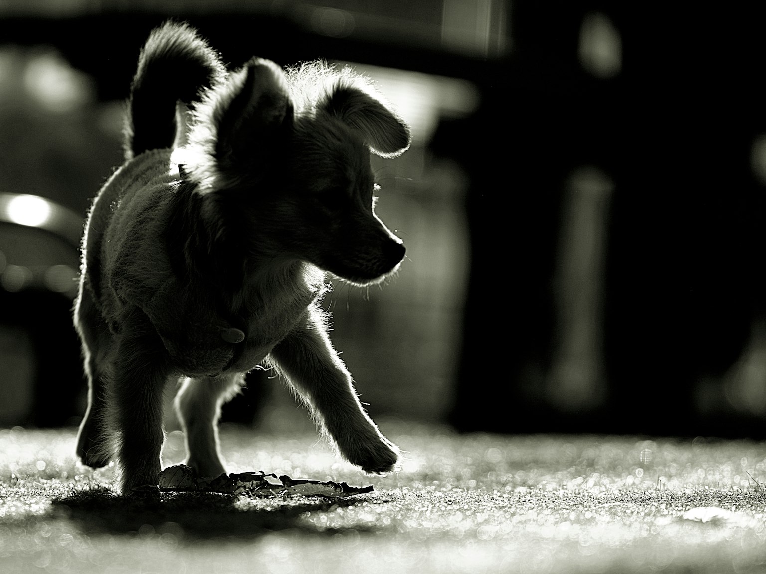 Silhouette eines Welpen, der in Schwarz und Weiß läuft