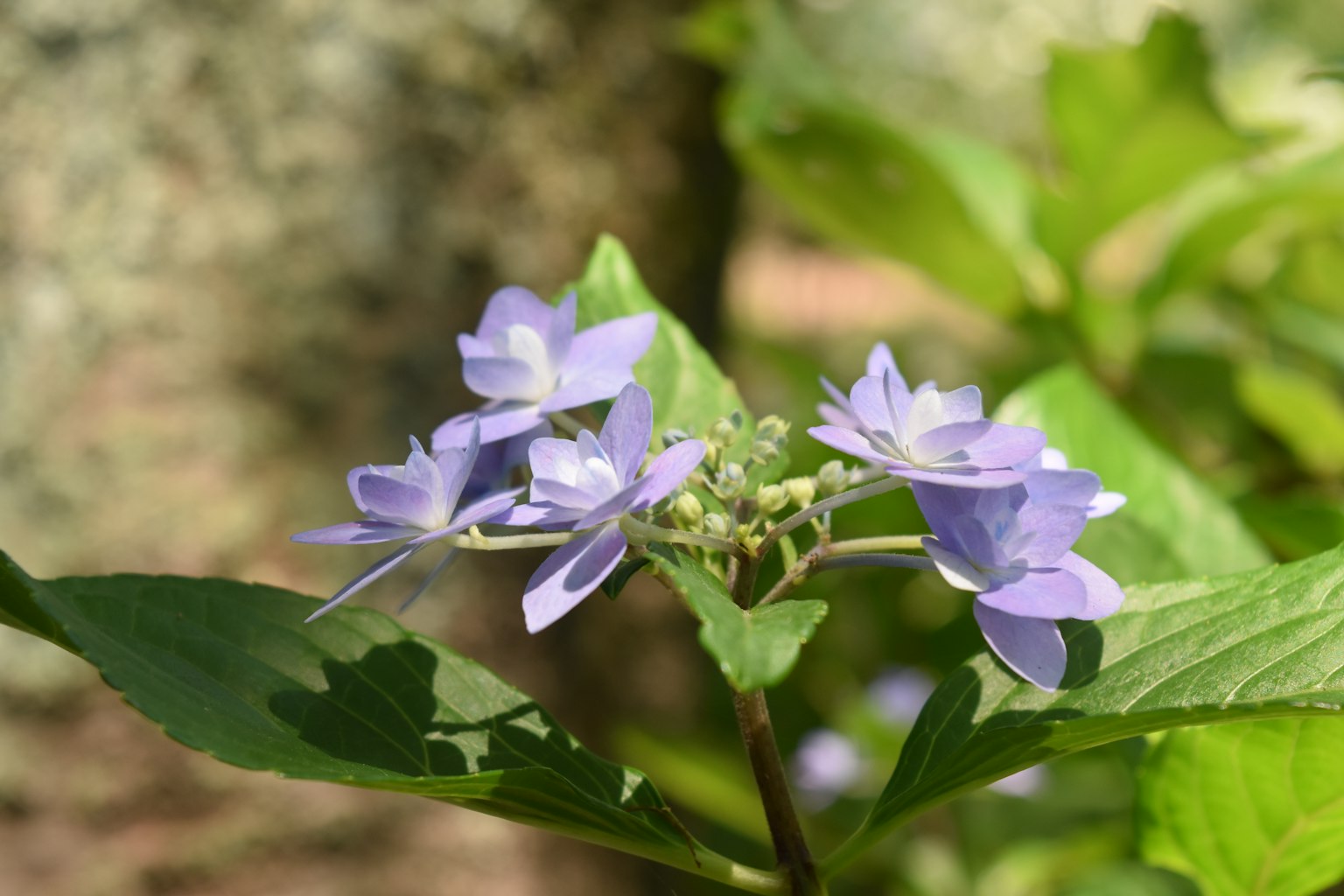 Primo piano di una pianta con fiori viola chiaro