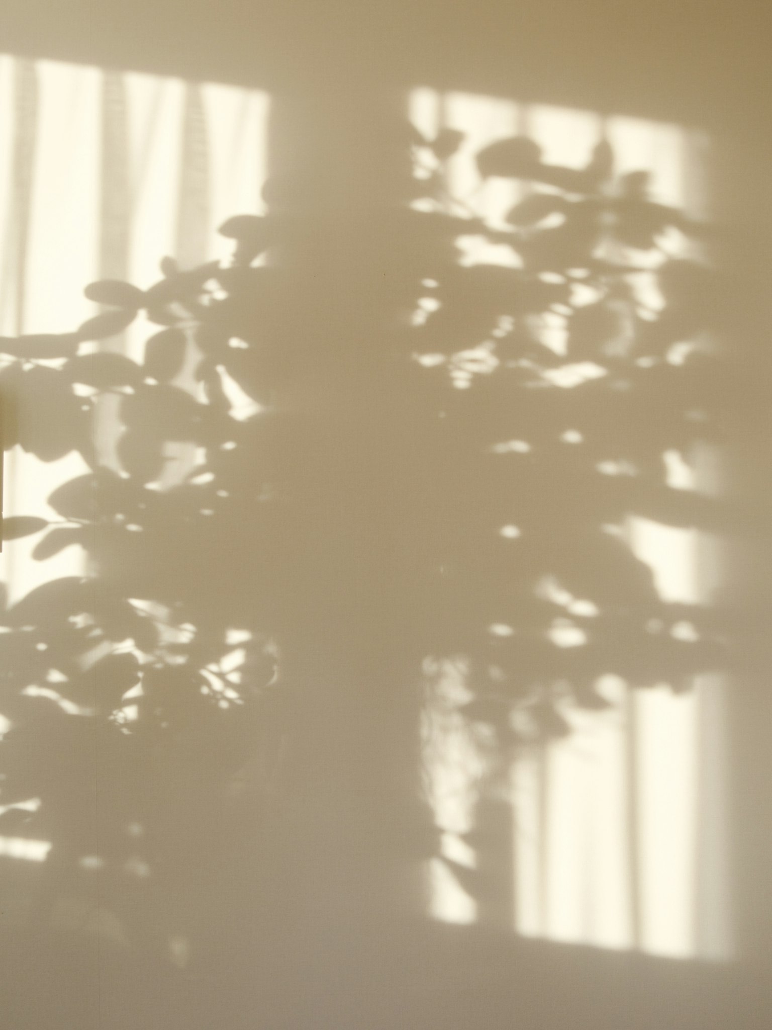 Silhouette of a plant casting soft shadows against a light-colored wall with curtains