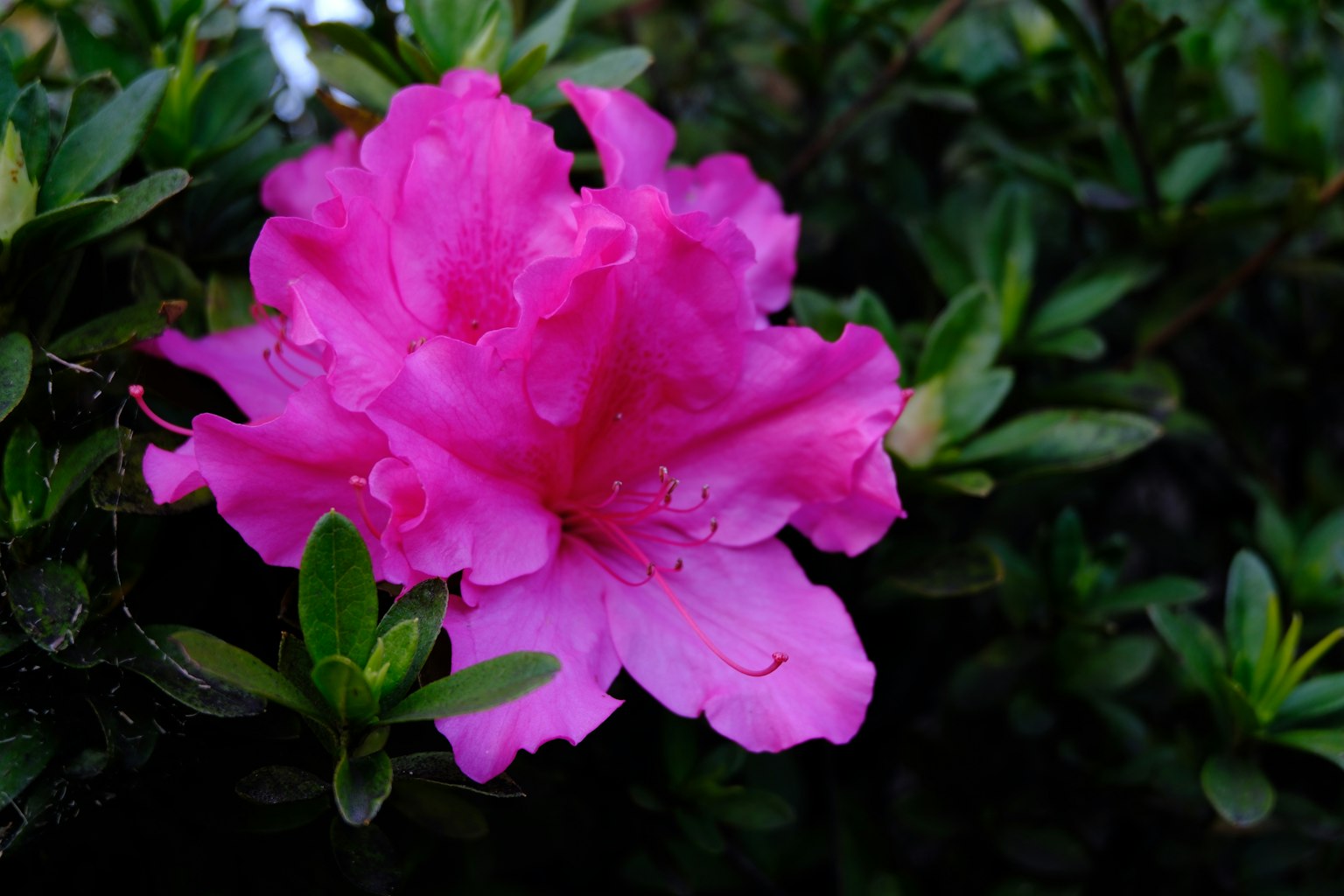 ดอกอาซาเลียสีชมพูสดใสบานอยู่ท่ามกลางใบเขียว