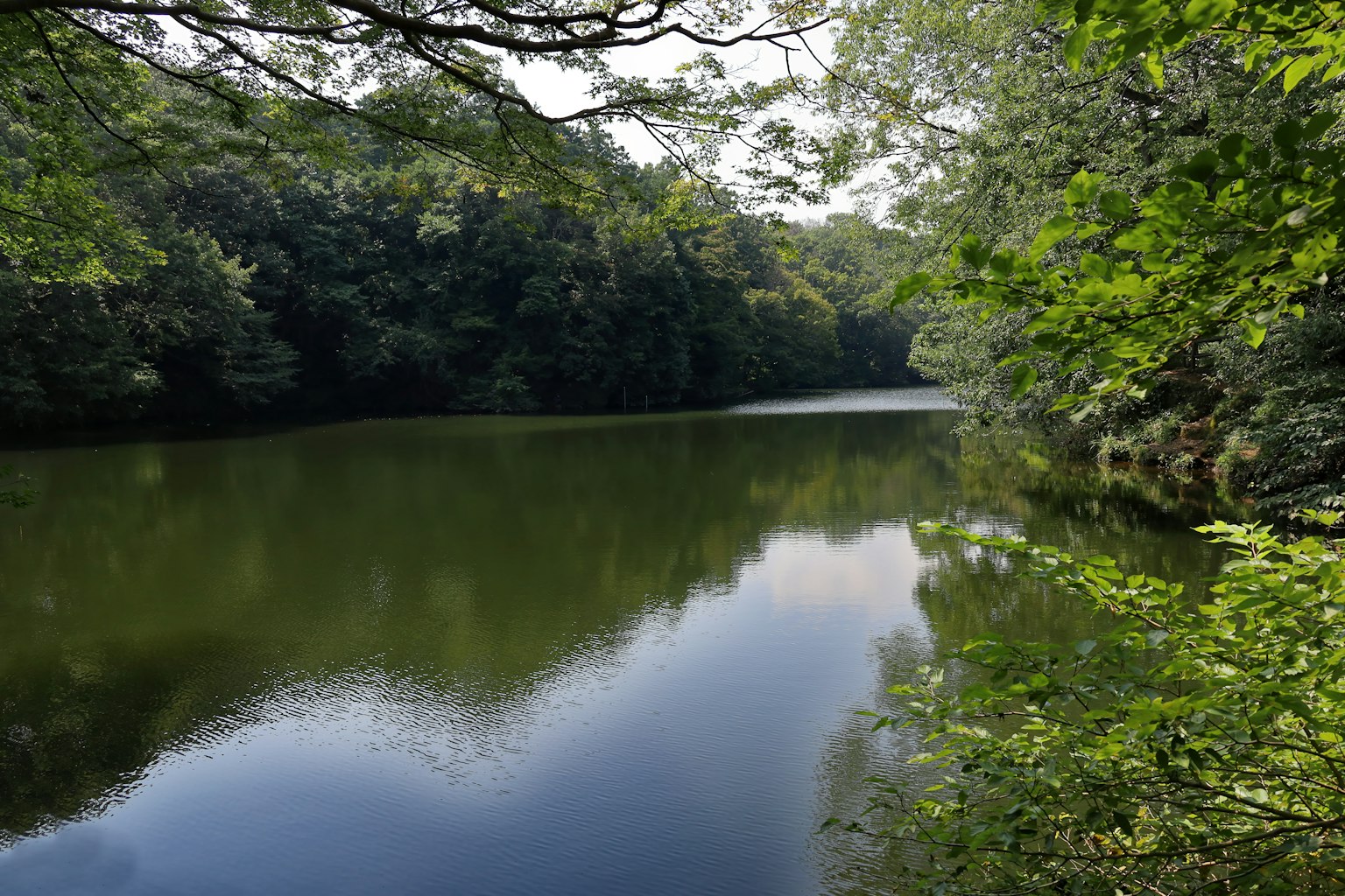 Ruhiger See umgeben von üppigem Grün