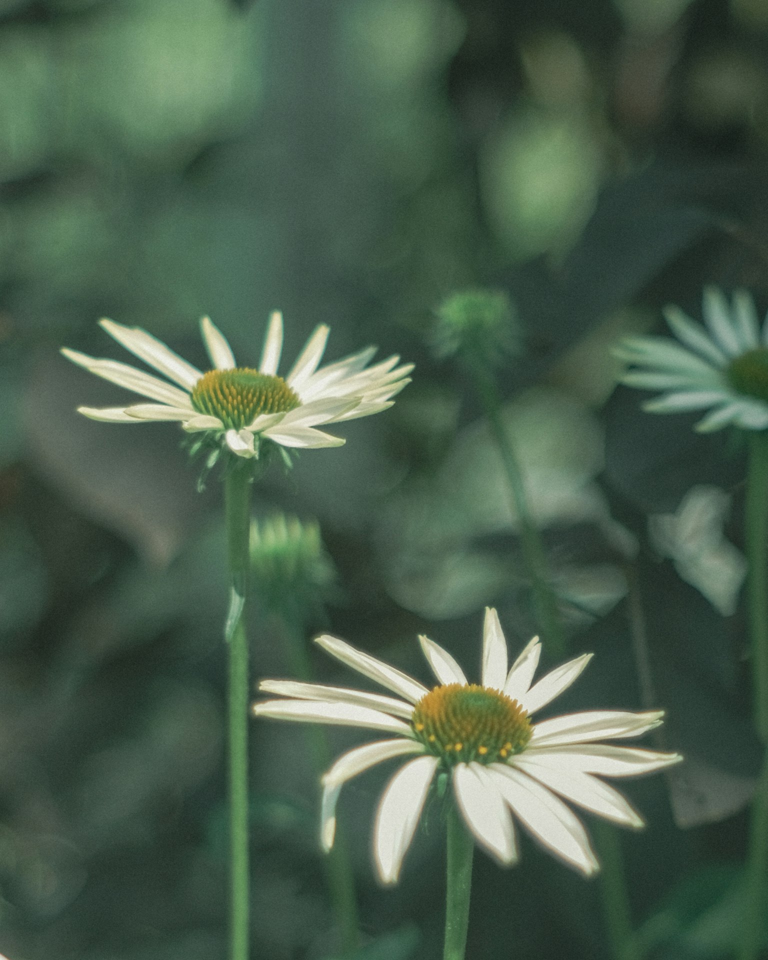 White daisies blooming against a green background