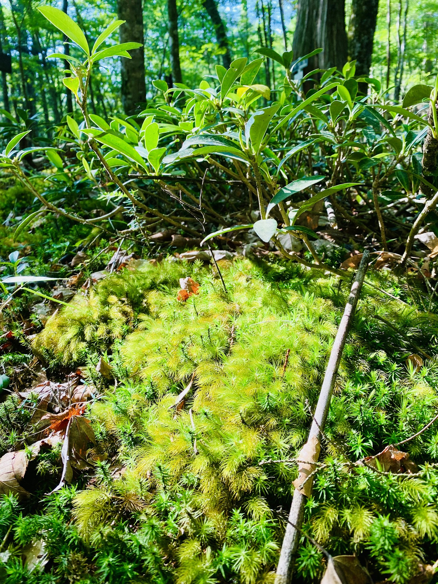 Acercamiento de musgo y plantas en el suelo del bosque