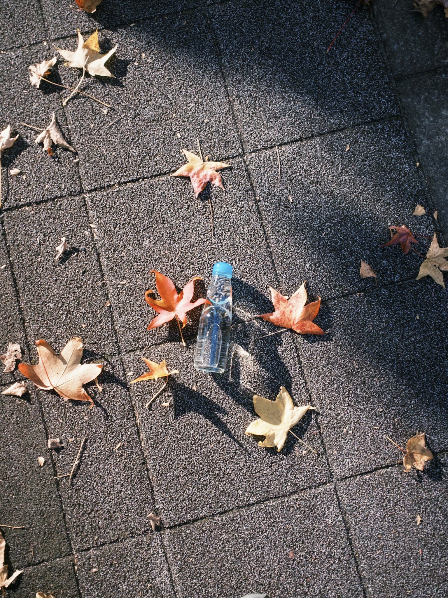 Klare Plastikflasche auf einem gepflasterten Weg umgeben von Herbstblättern
