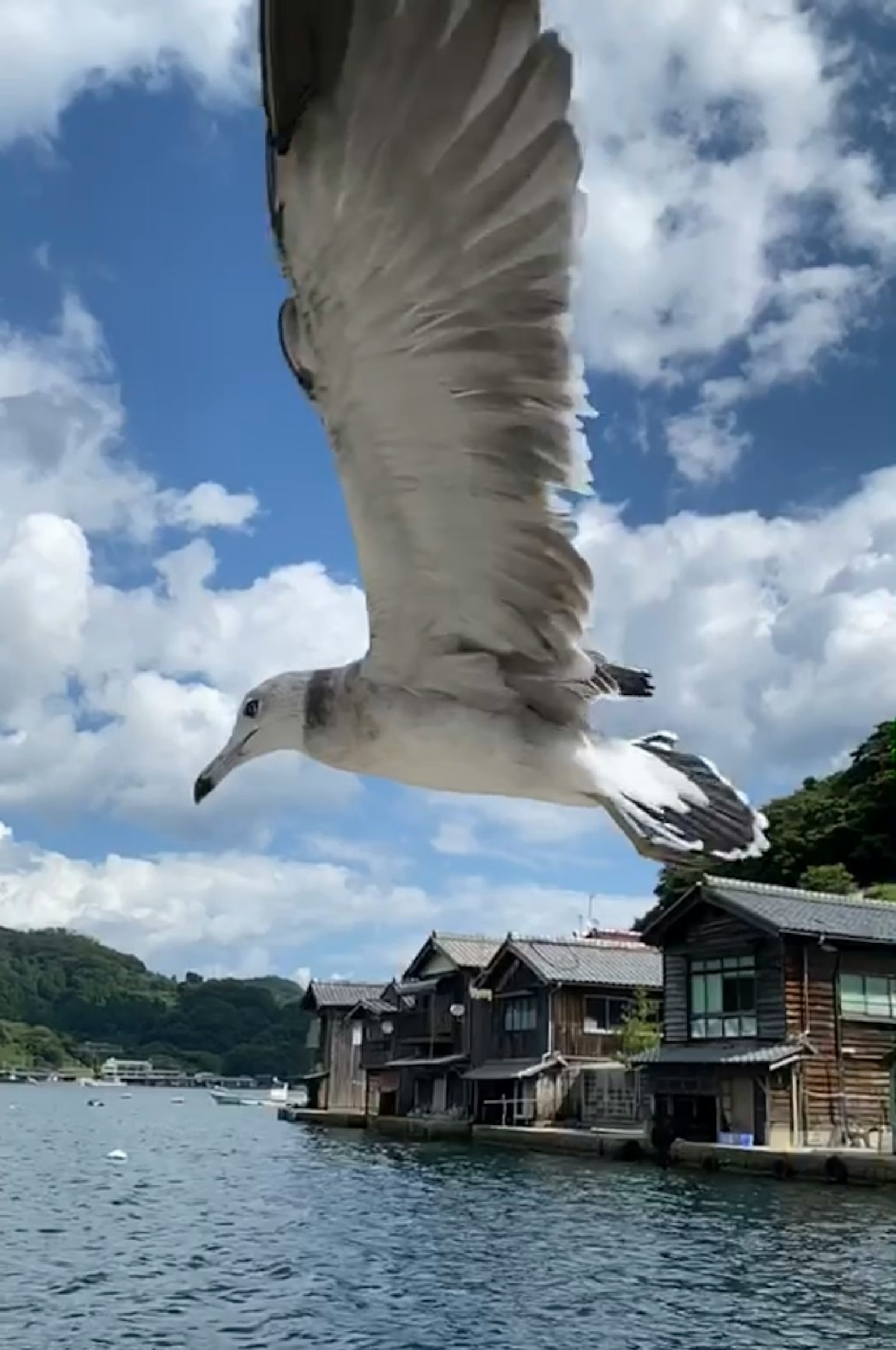 Mouette volant au-dessus d'un lac avec des maisons en bois