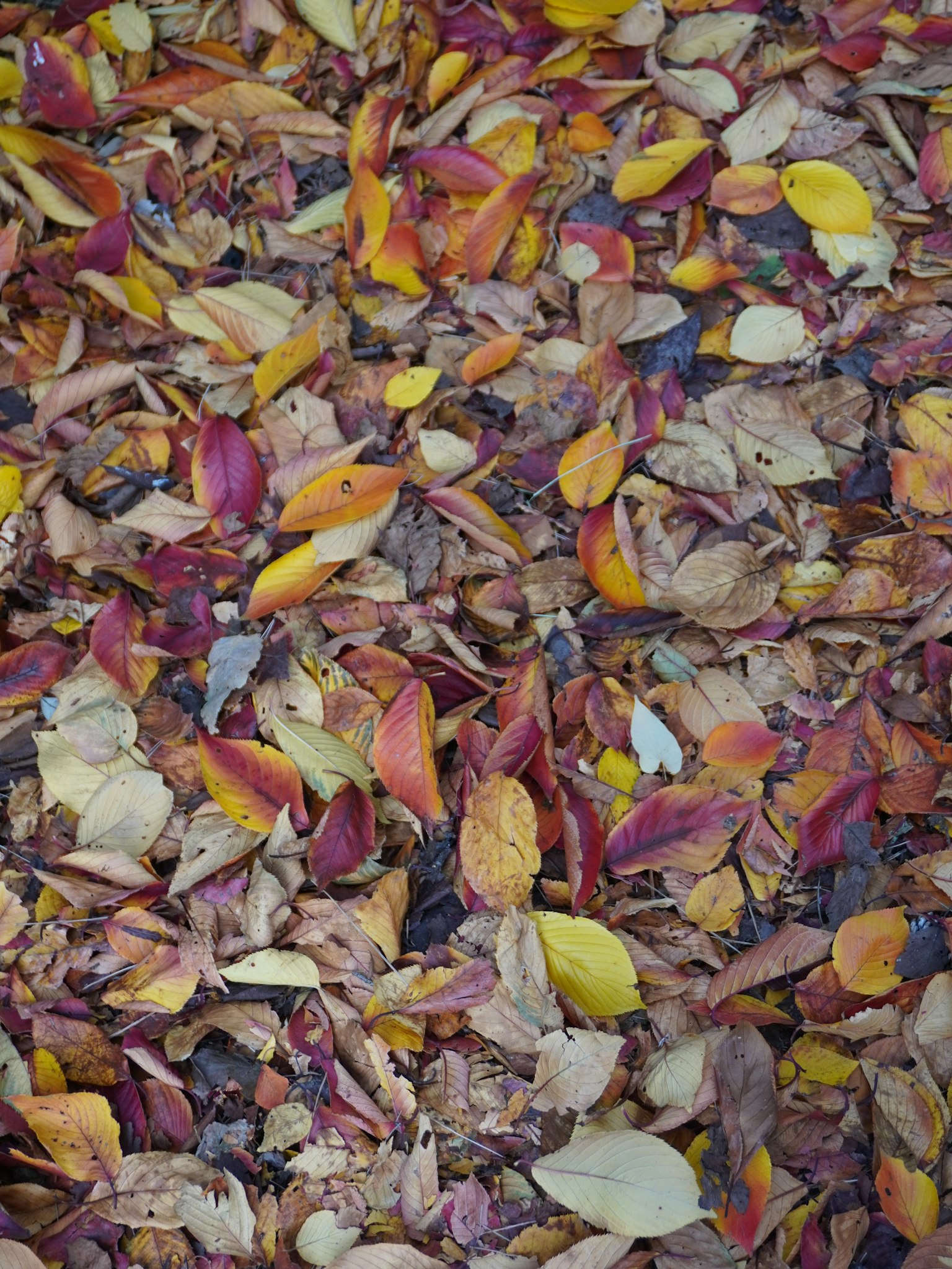 色とりどりの落ち葉が地面に広がる秋の風景