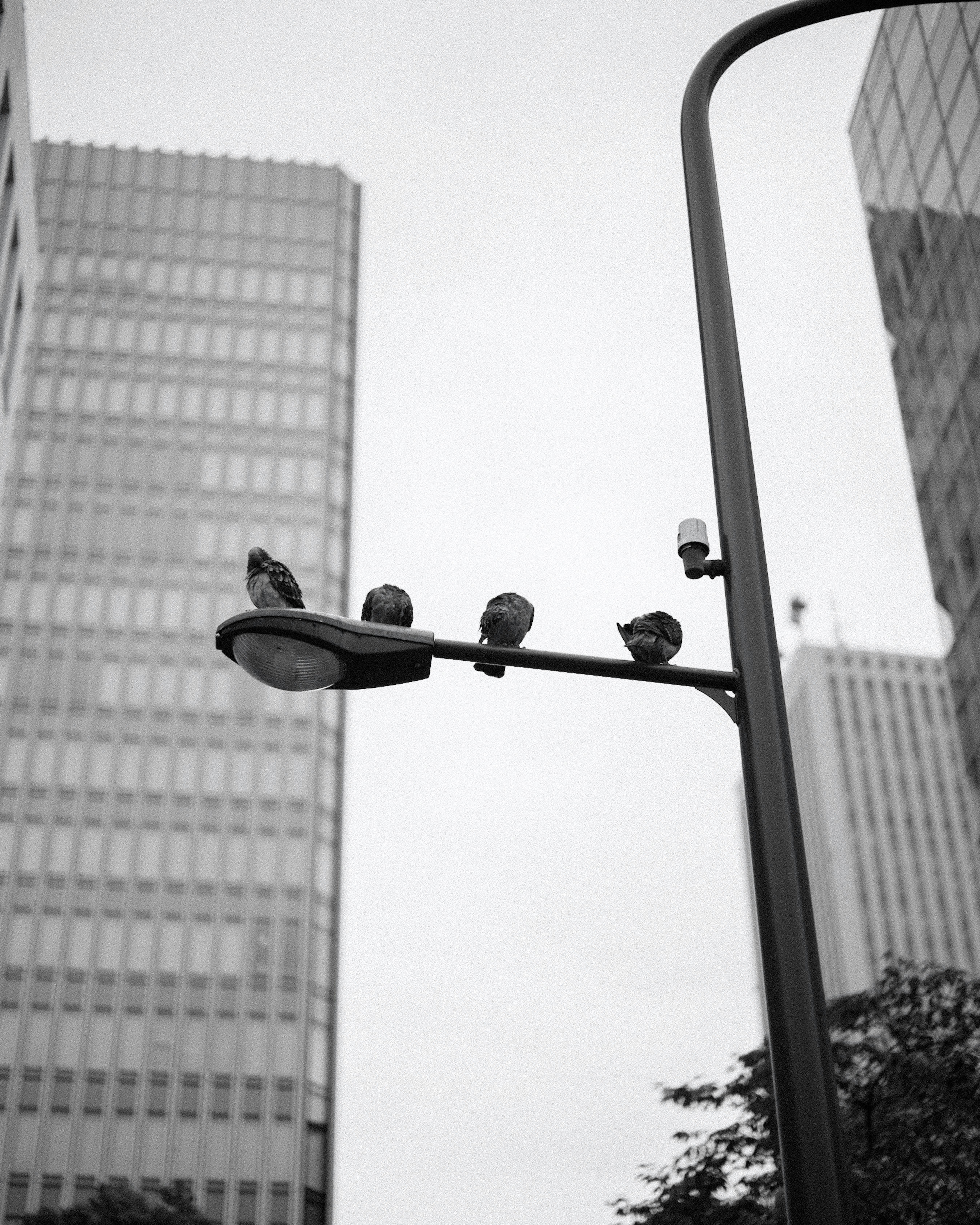 streetlight with birds perched in a city skyline