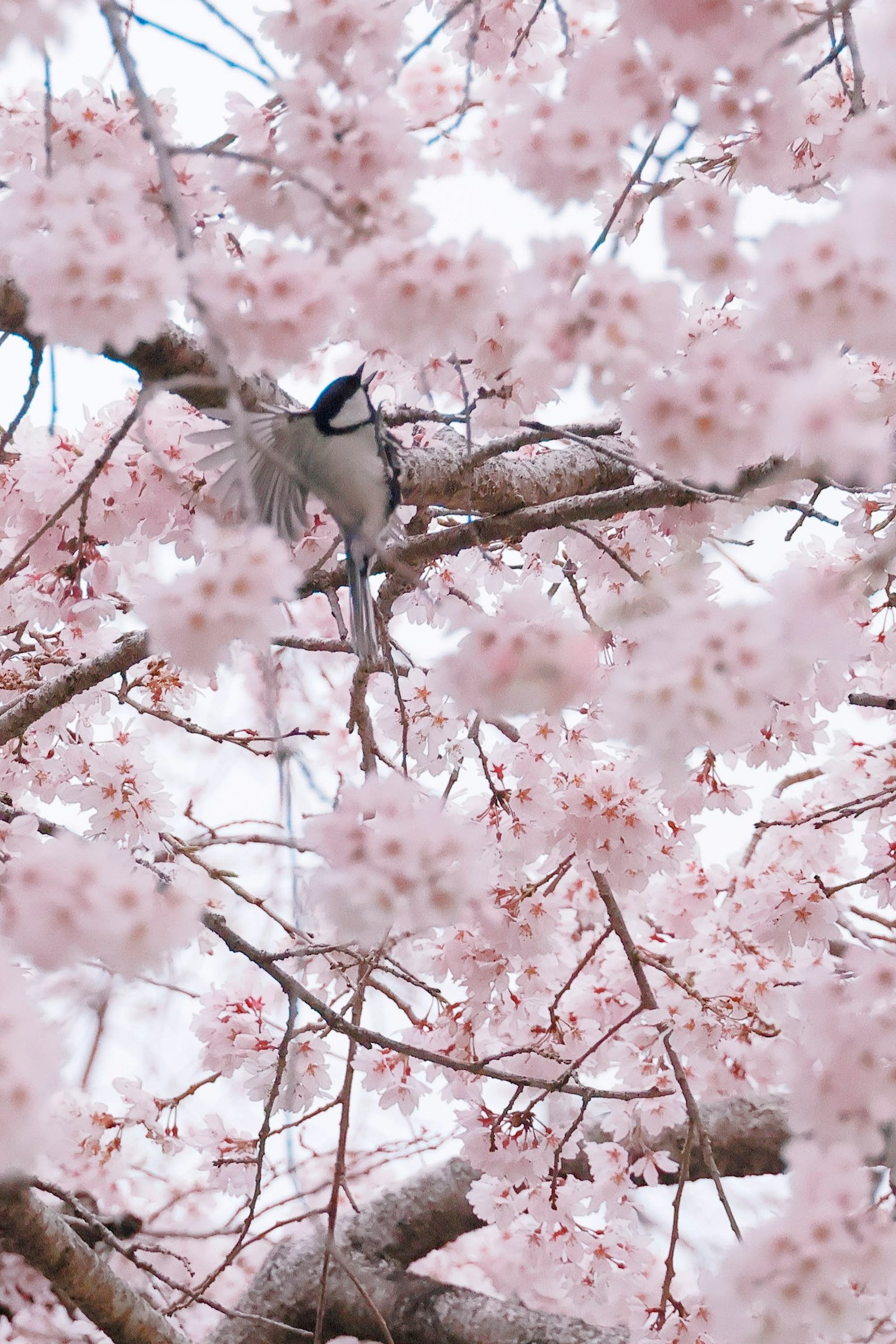 Un bel oiseau perché parmi les fleurs de cerisier