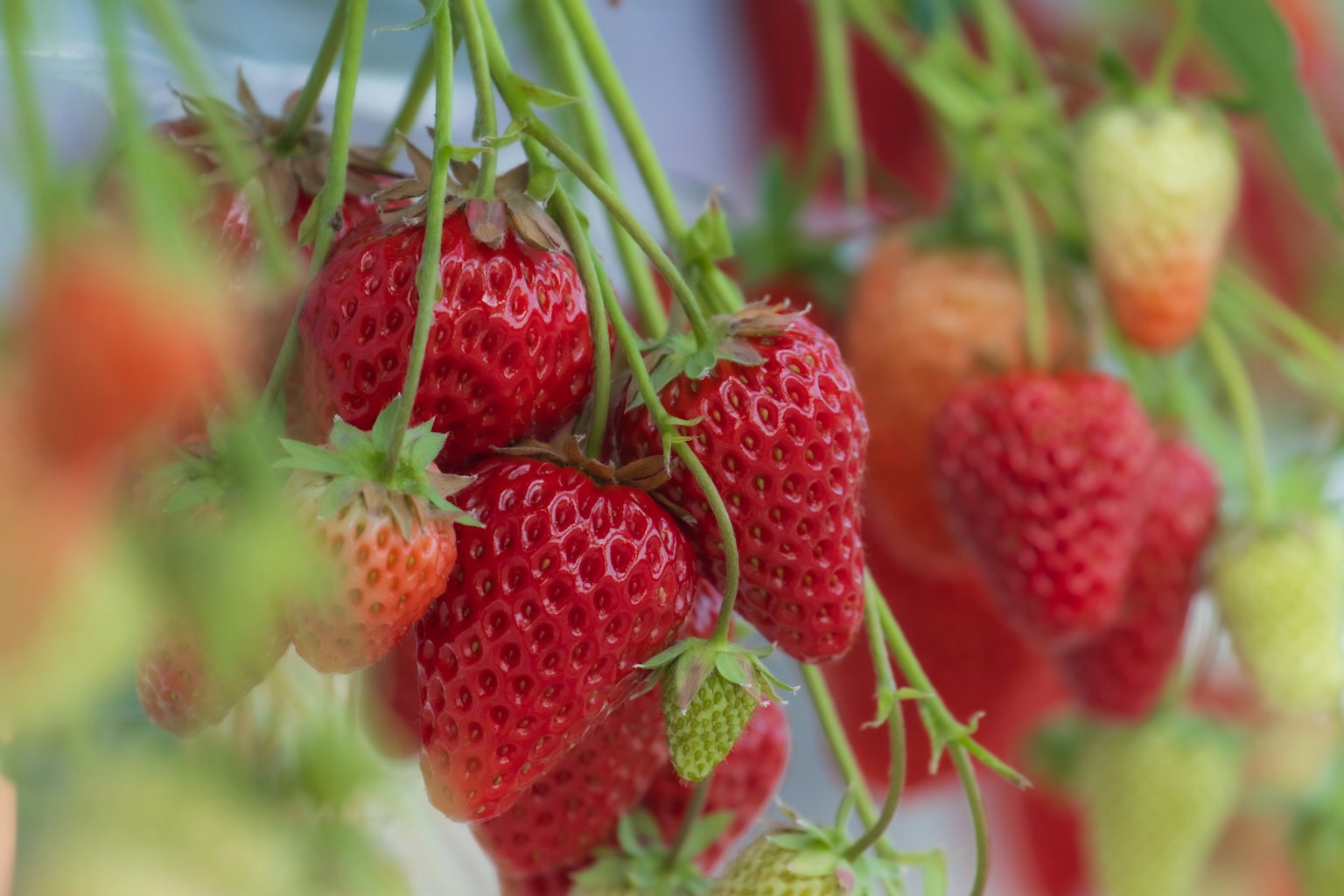 Fraises rouges vibrantes suspendues à des tiges vertes